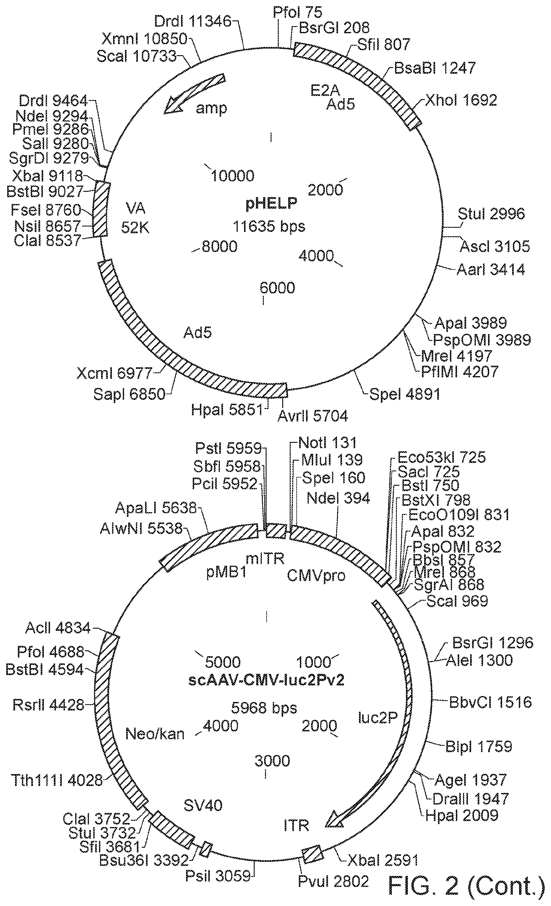 Patent US12338449 Figure 3 – Enhanced modified viral capsid proteins
