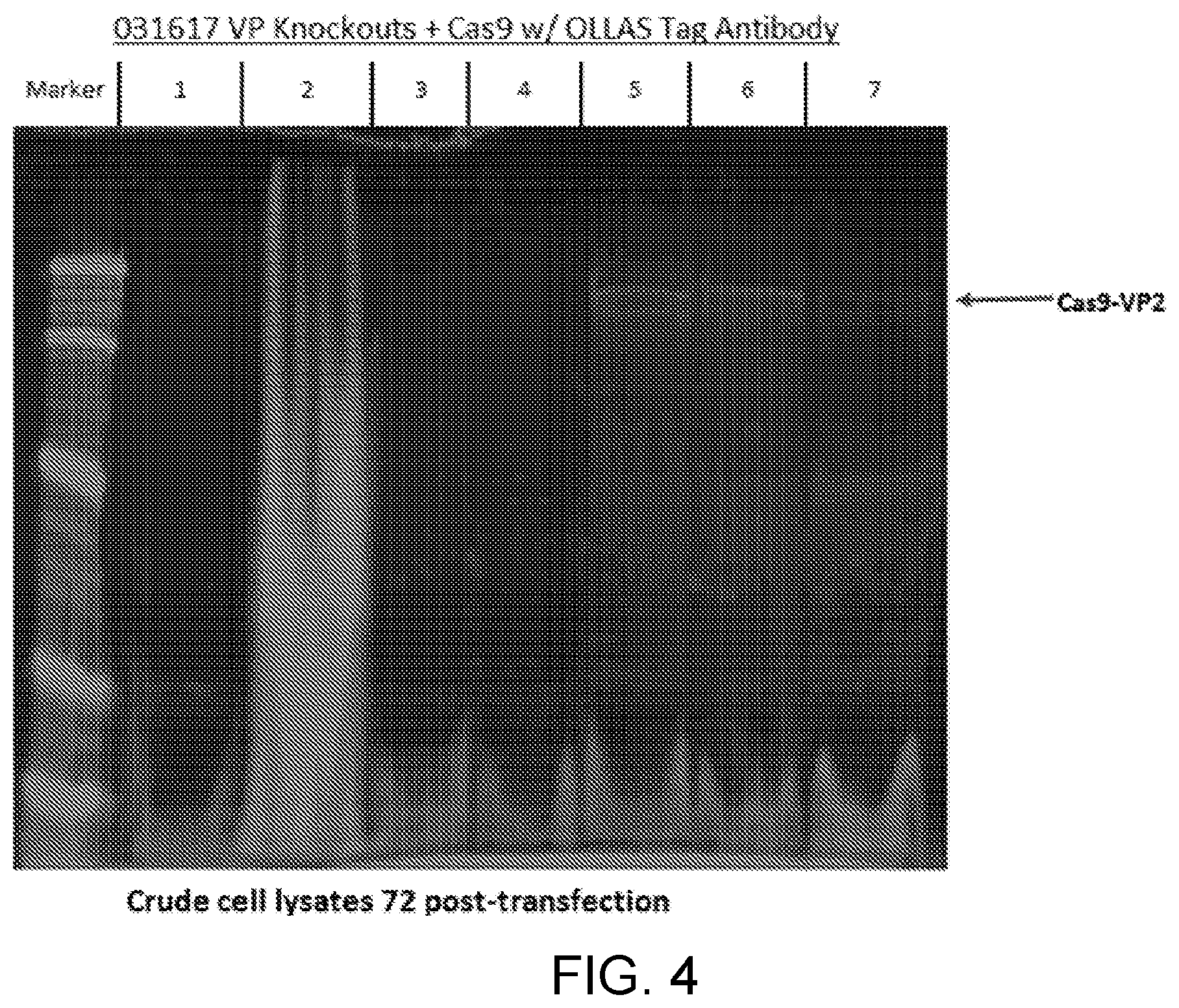 Patent US12338449 Figure 5 – Enhanced modified viral capsid proteins