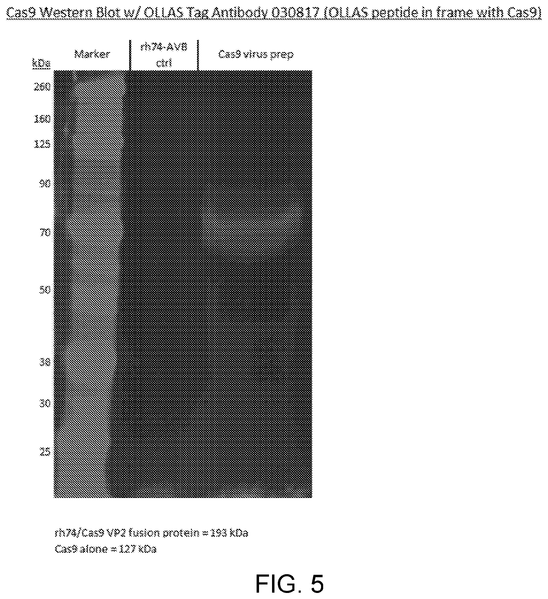 Patent US12338449 Figure 6 – Enhanced modified viral capsid proteins