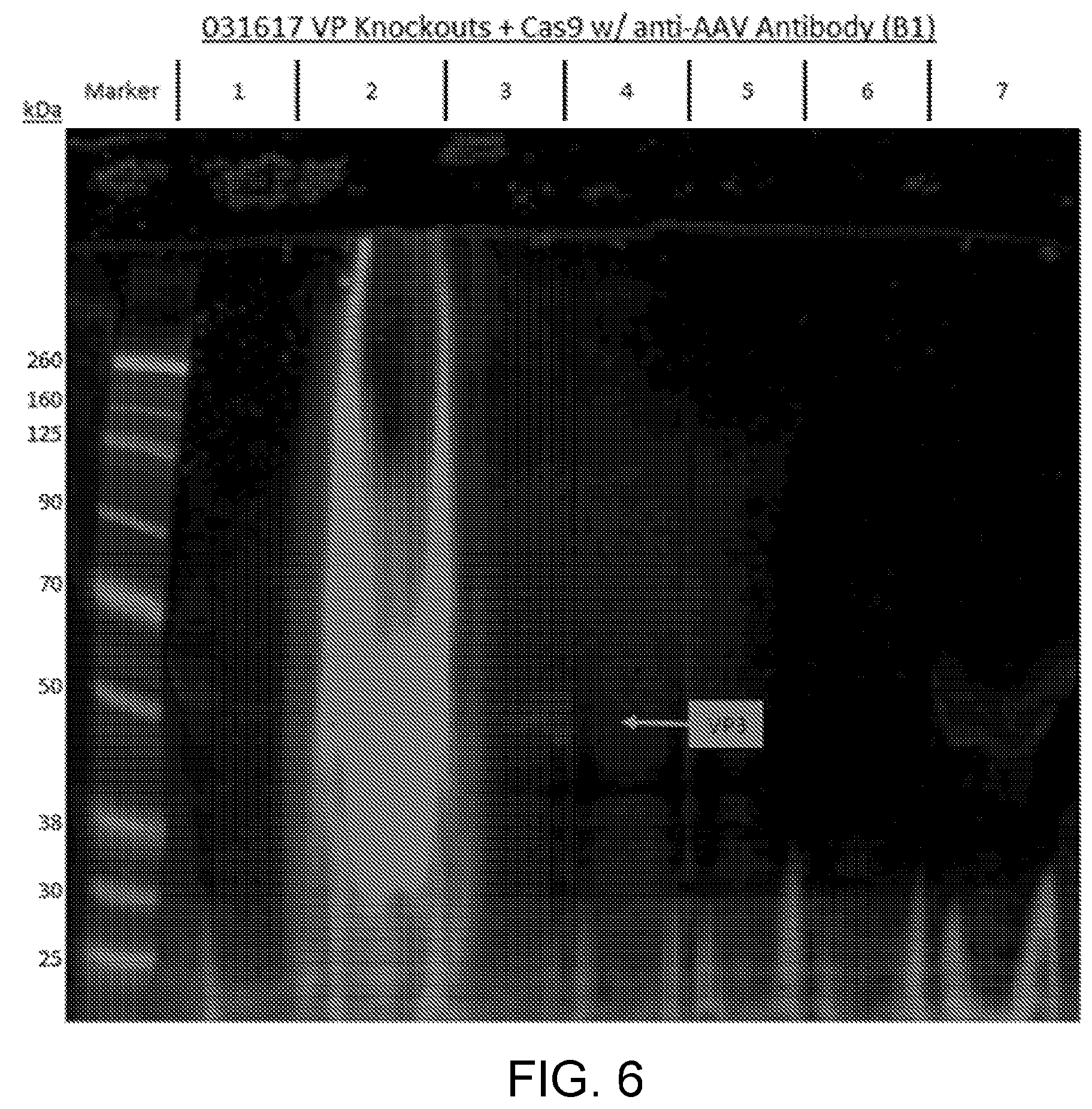 Patent US12338449 Figure 7 – Enhanced modified viral capsid proteins