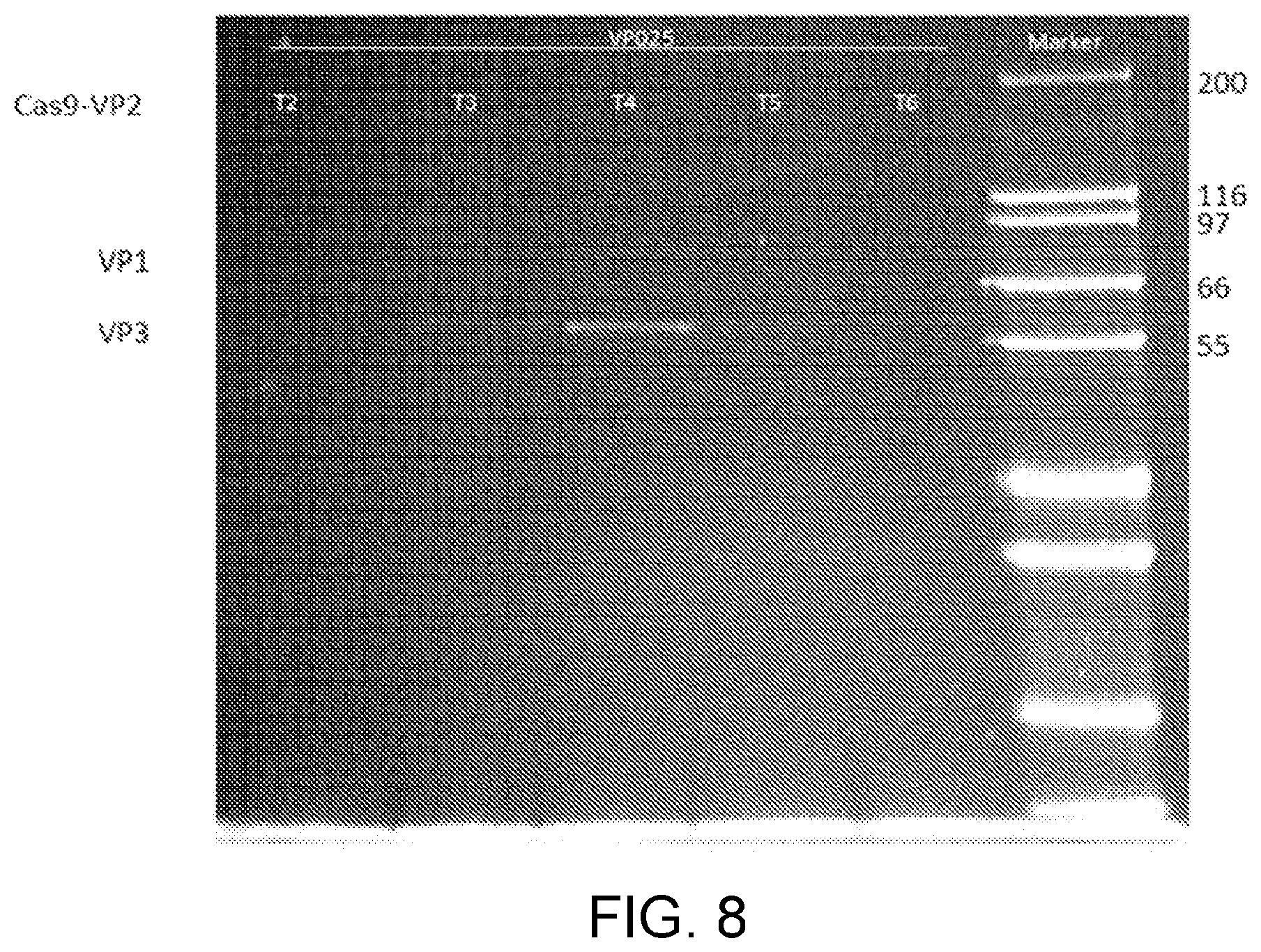Patent US12338449 Figure 9 – Enhanced modified viral capsid proteins