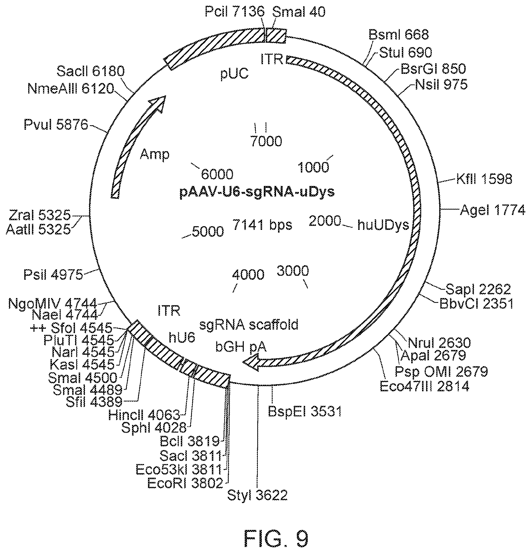 Patent US12338449 Figure 10 – Enhanced modified viral capsid proteins