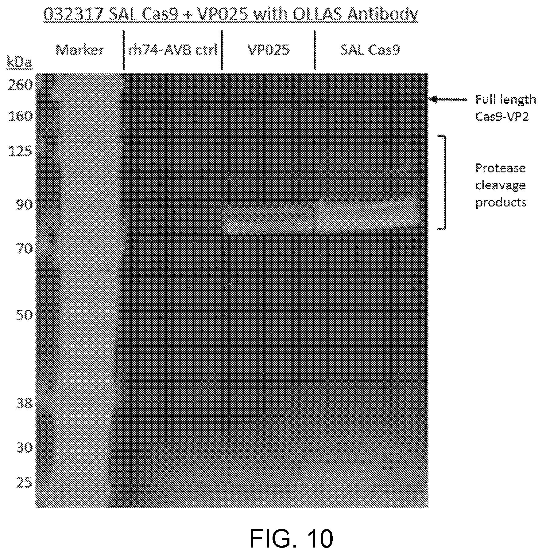 Patent US12338449 Figure 11 – Enhanced modified viral capsid proteins