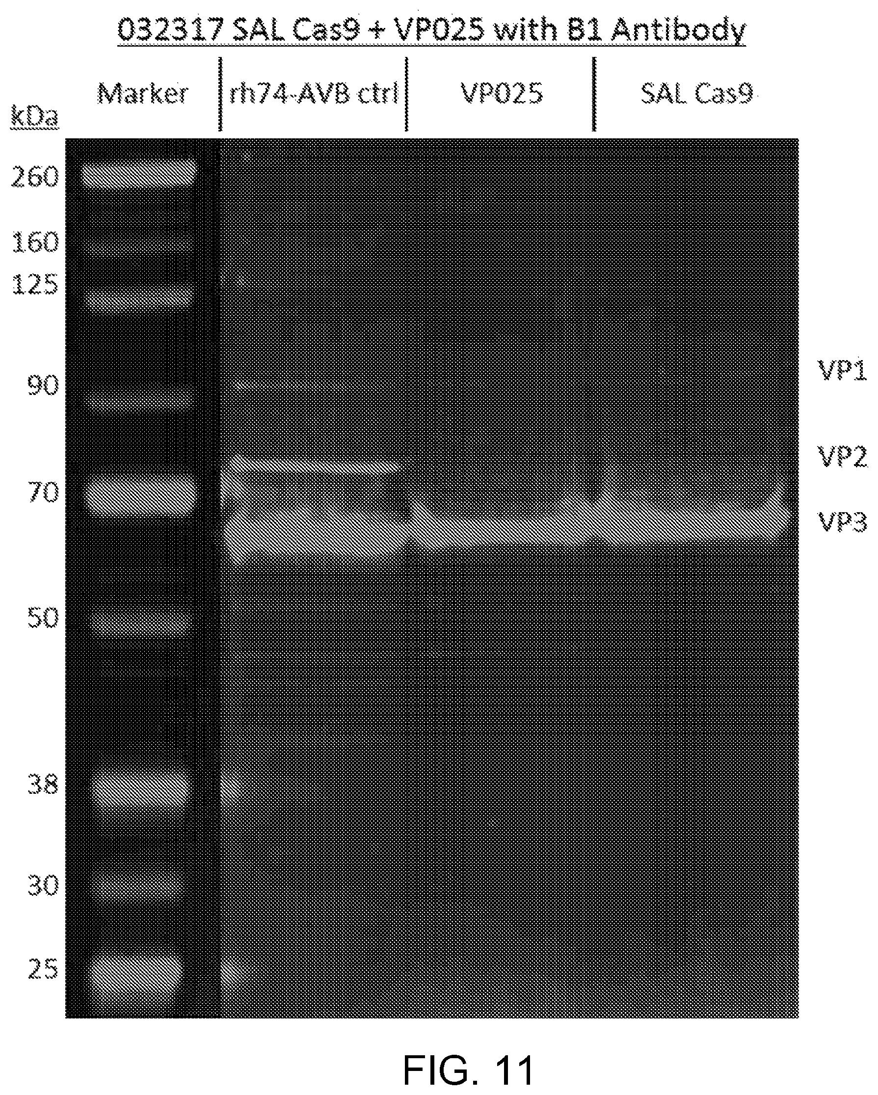 Patent US12338449 Figure 12 – Enhanced modified viral capsid proteins