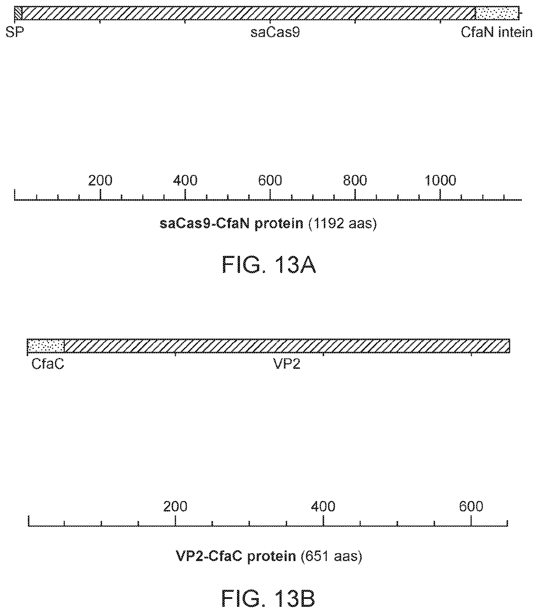 Patent US12338449 Figure 14 – Enhanced modified viral capsid proteins