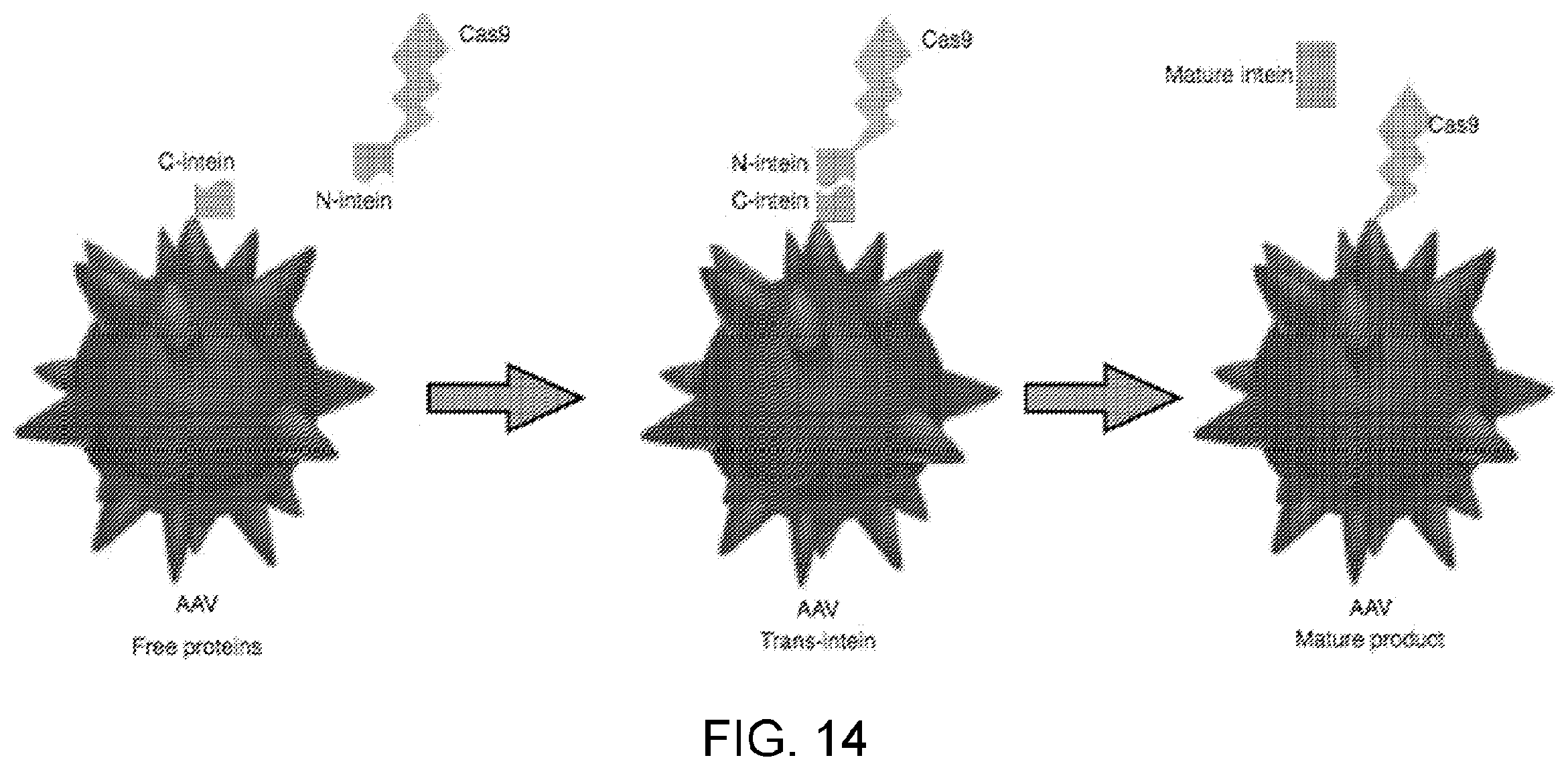 Patent US12338449 Figure 15 – Enhanced modified viral capsid proteins