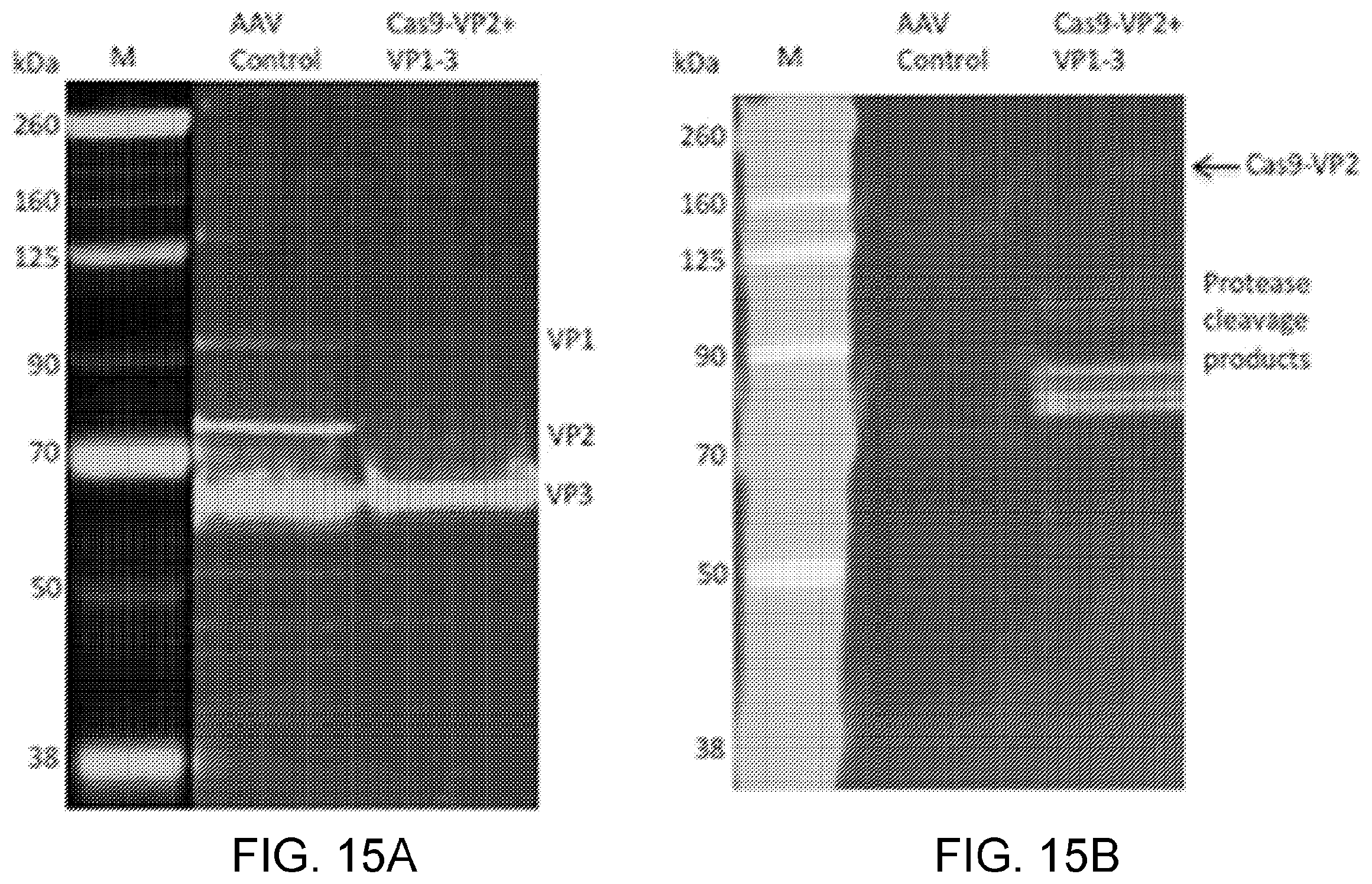 Patent US12338449 Figure 16 – Enhanced modified viral capsid proteins