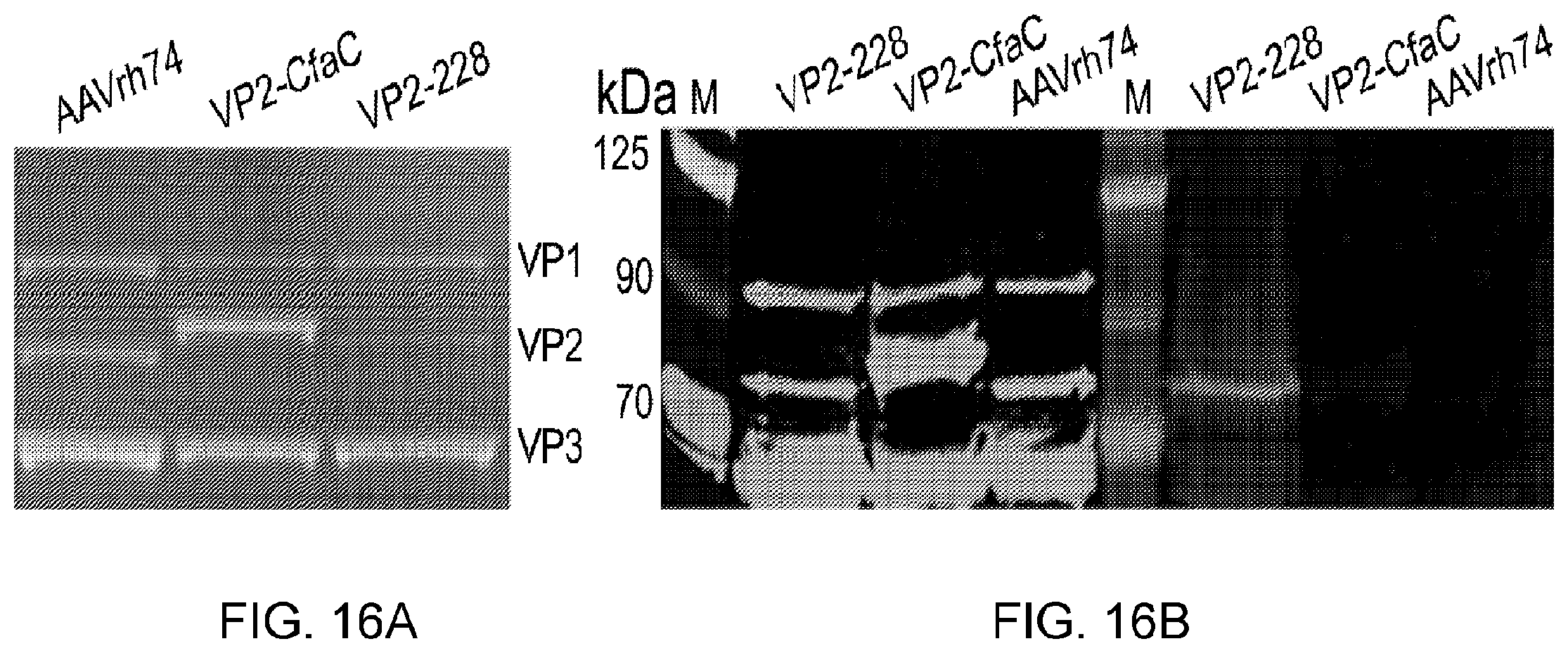 Patent US12338449 Figure 17 – Enhanced modified viral capsid proteins