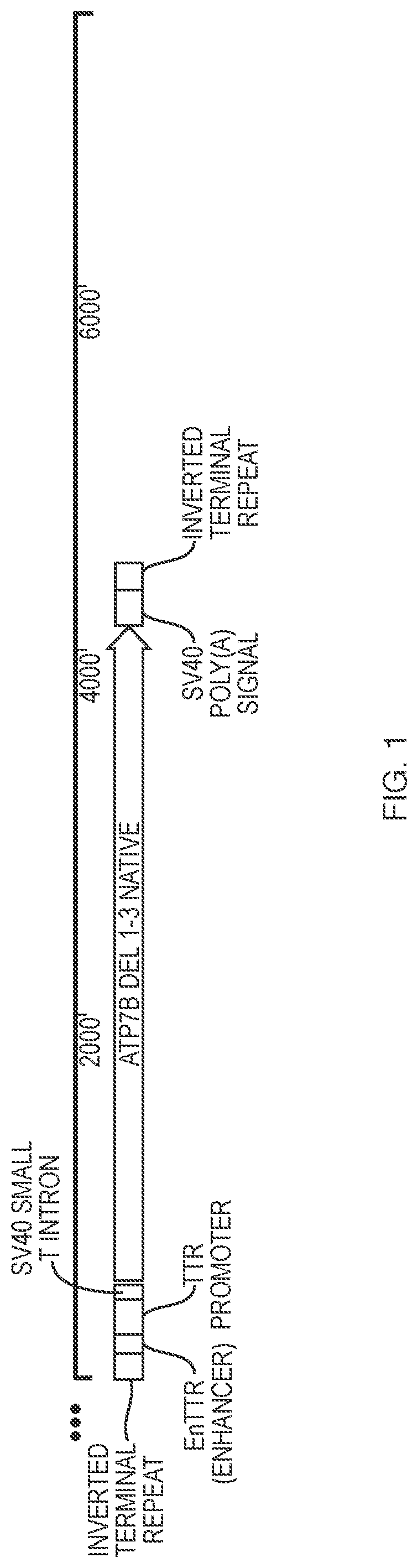 Patent US12338450 Figure 1 – Gene therapy constructs for treating Wilson disease