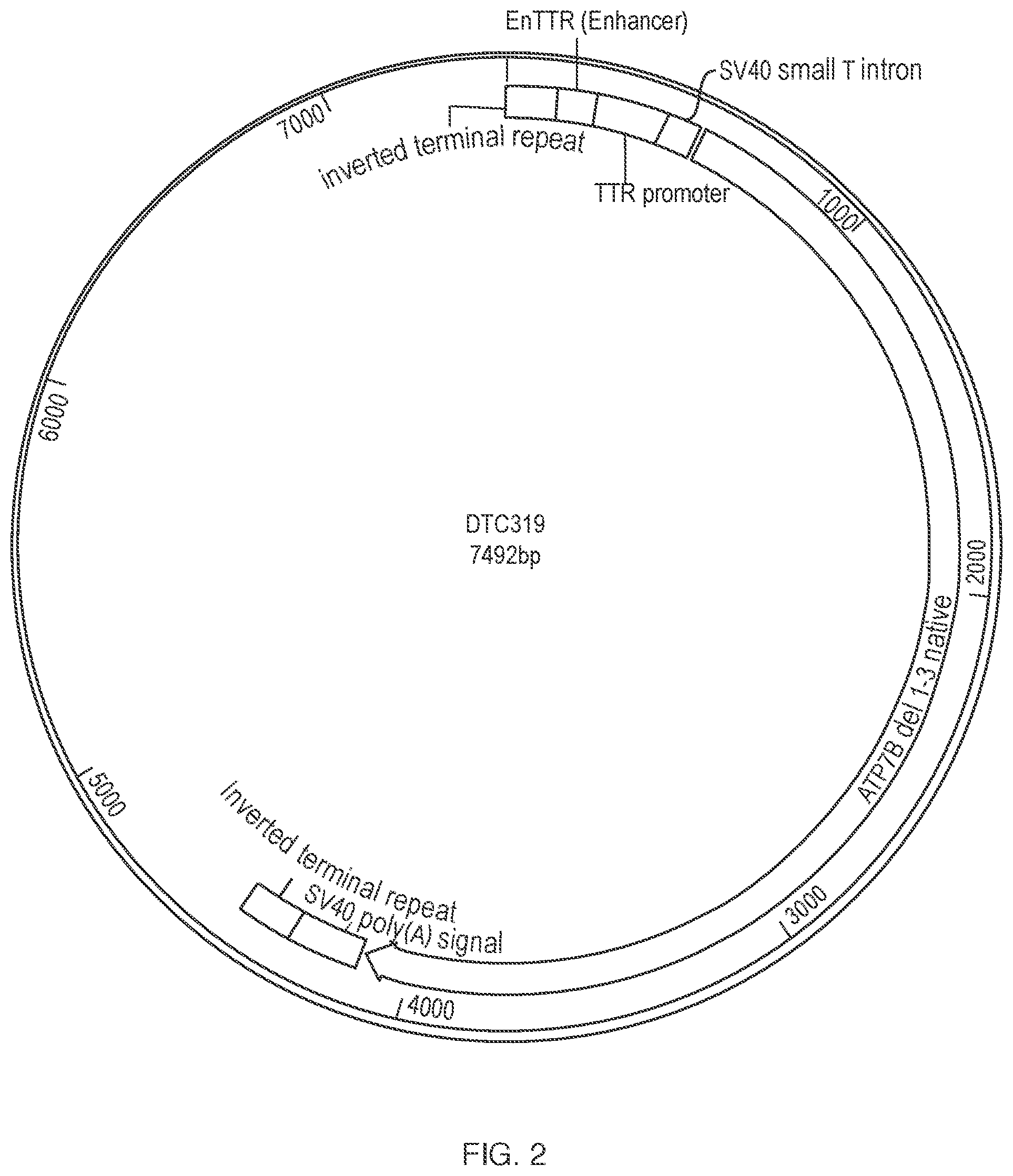 Patent US12338450 Figure 2 – Gene therapy constructs for treating Wilson disease