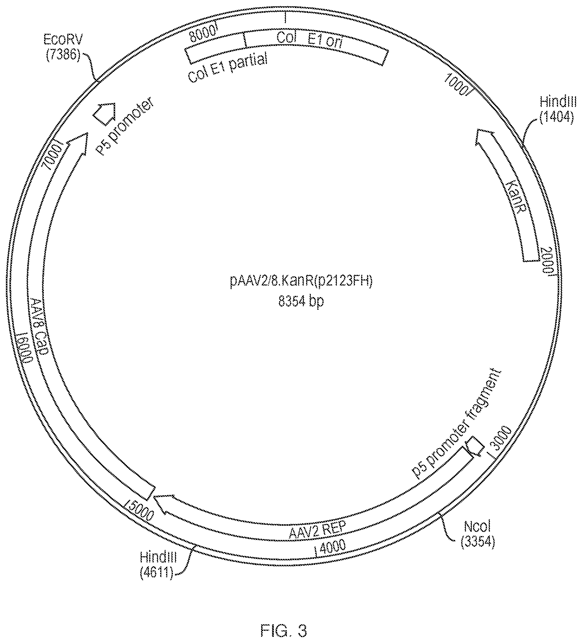 Patent US12338450 Figure 3 – Gene therapy constructs for treating Wilson disease