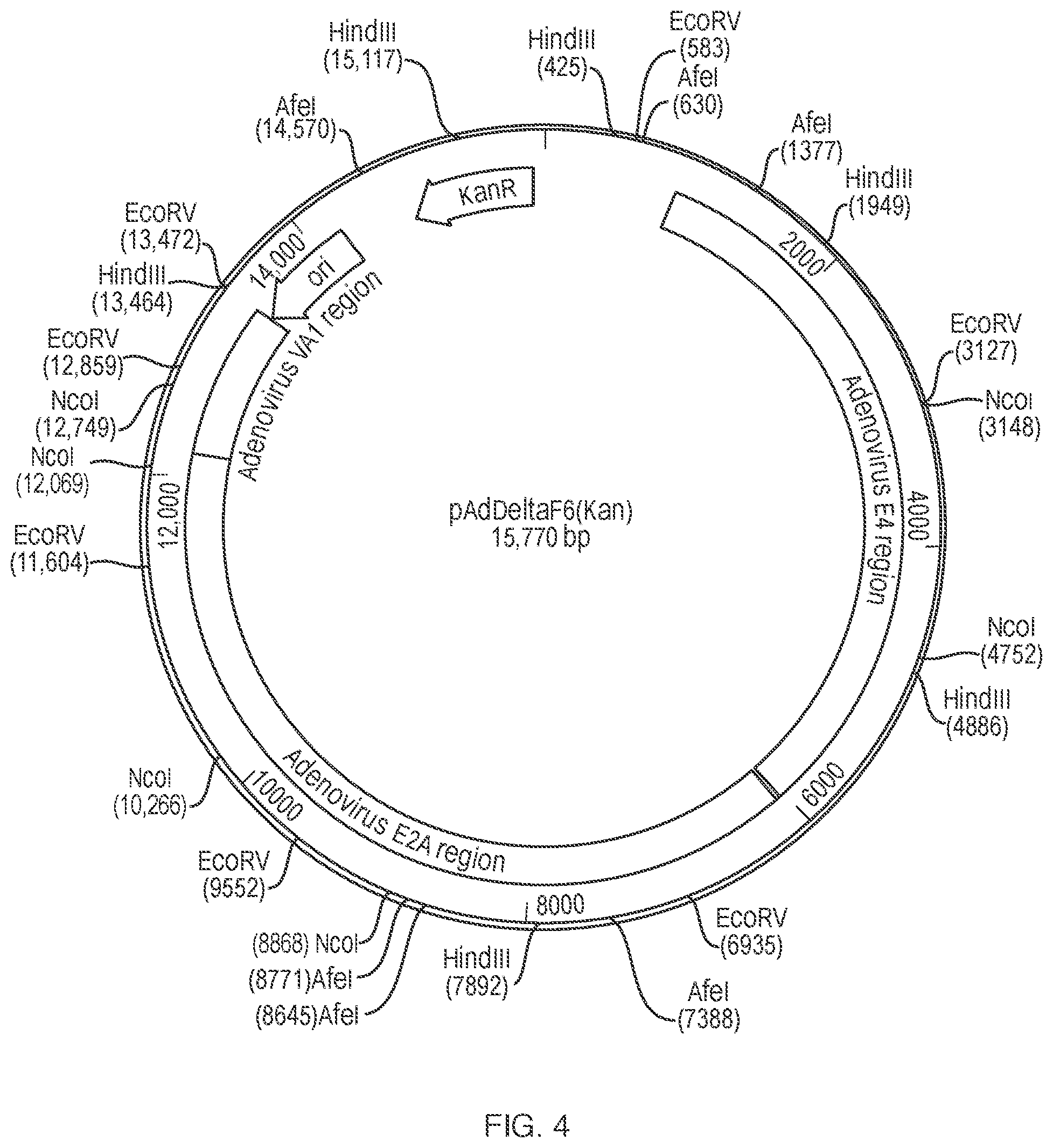 Patent US12338450 Figure 4 – Gene therapy constructs for treating Wilson disease