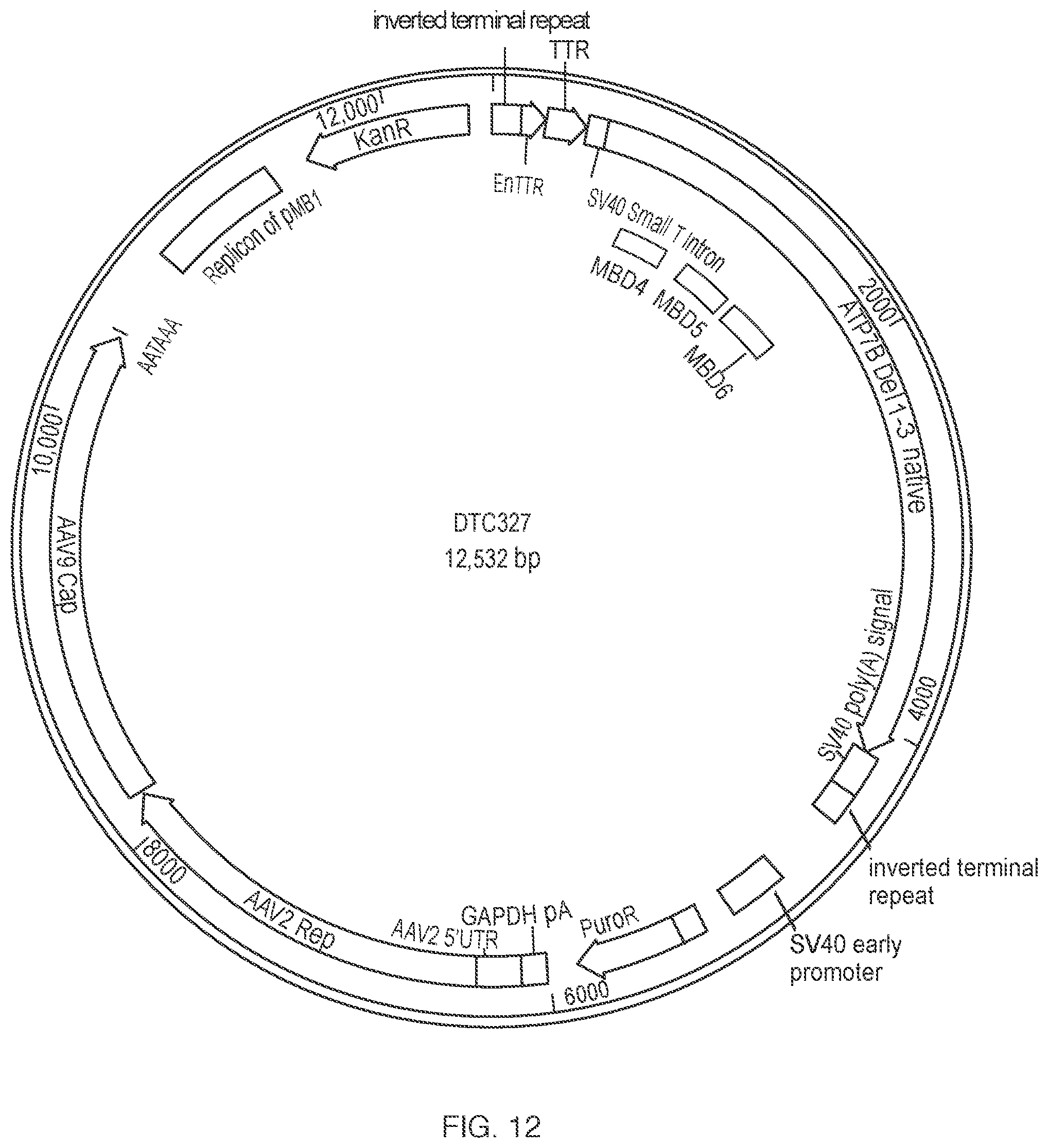 Patent US12338450 Figure 11 – Gene therapy constructs for treating Wilson disease