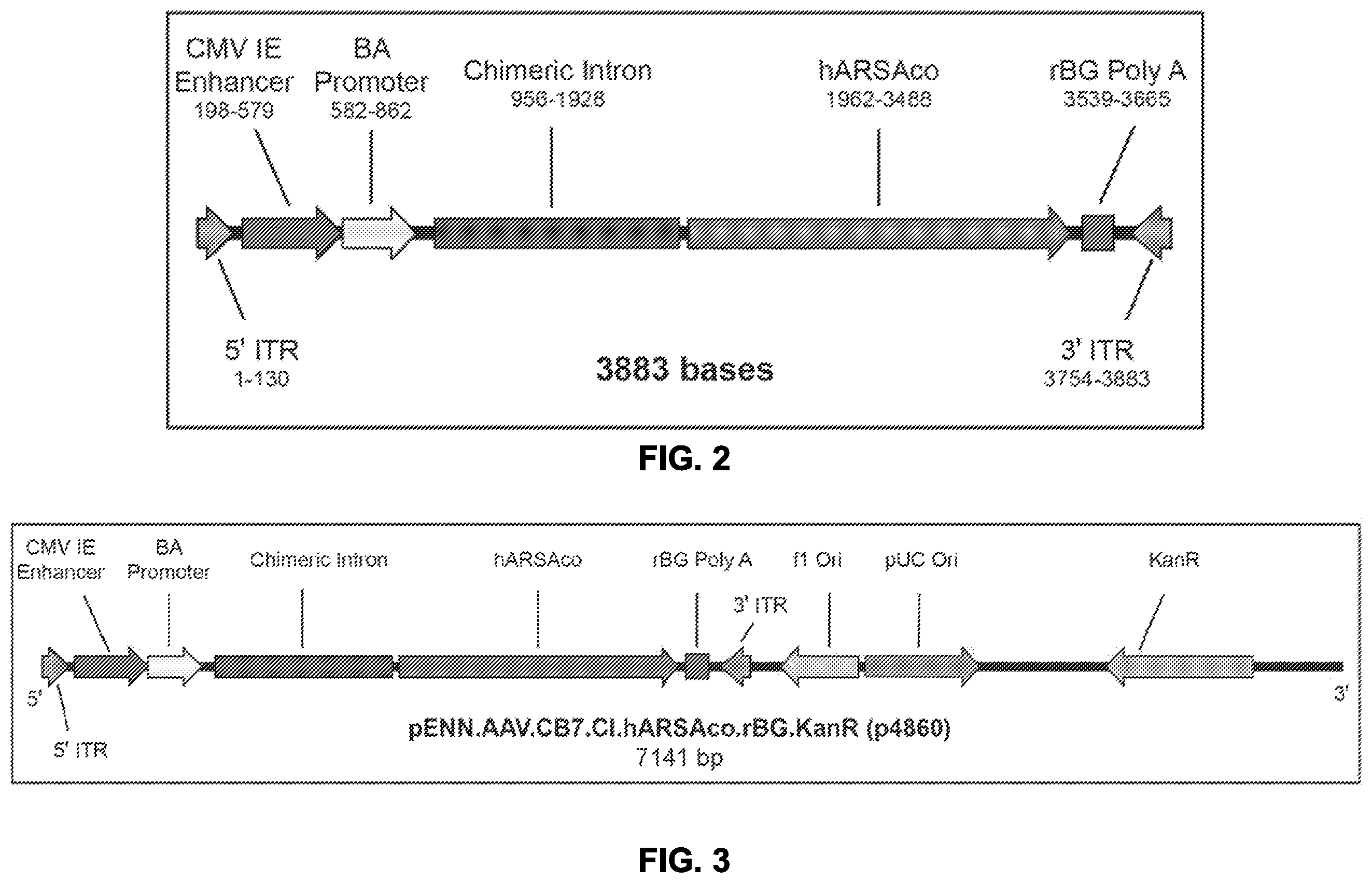 Patent US12338451 Figure 2 – Compositions useful in treatment of metachromatic leukodystrophy