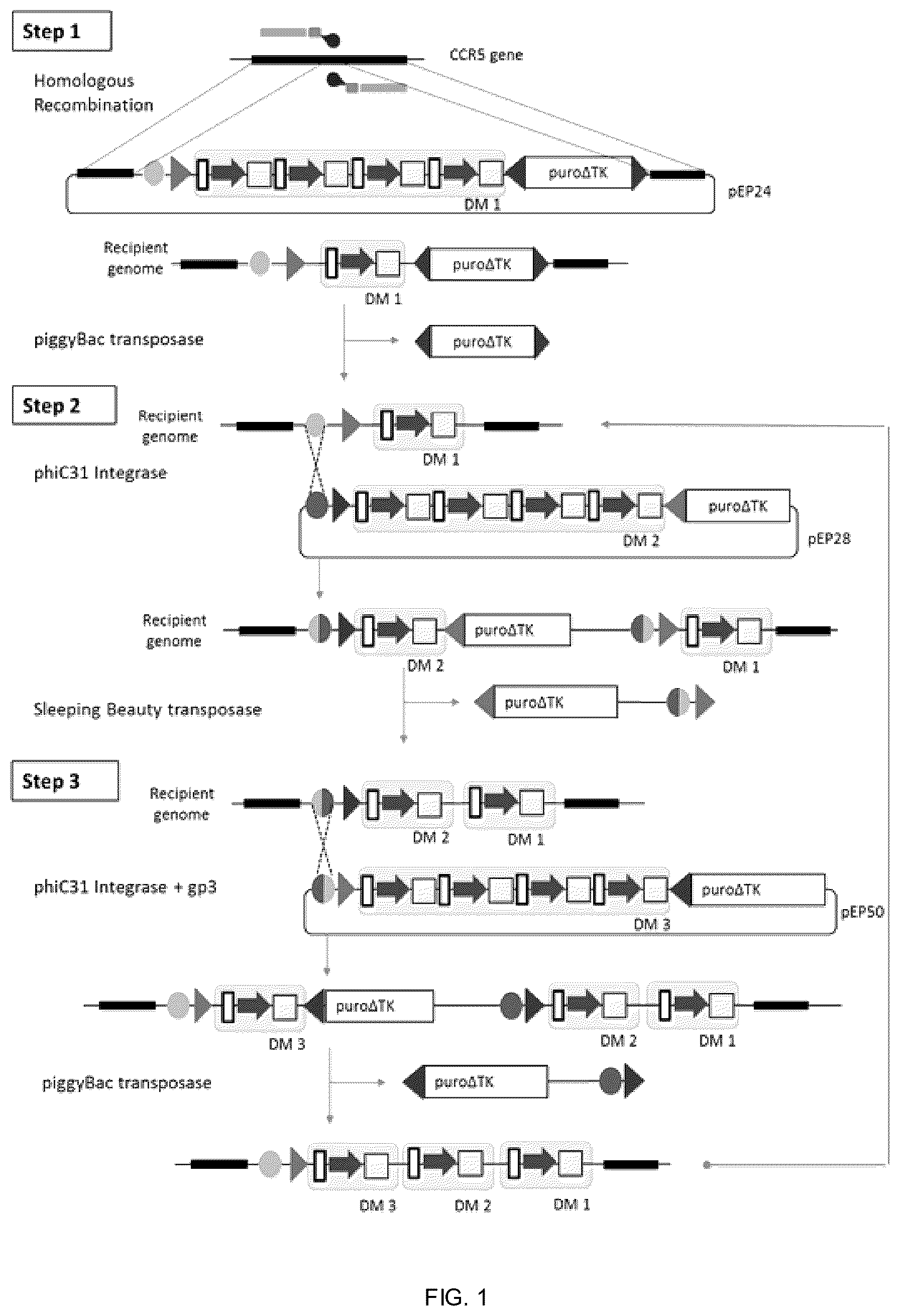 Patent US12338453 Figure 1 – Method for the introduction of genetic information in cell by site-specific integration system