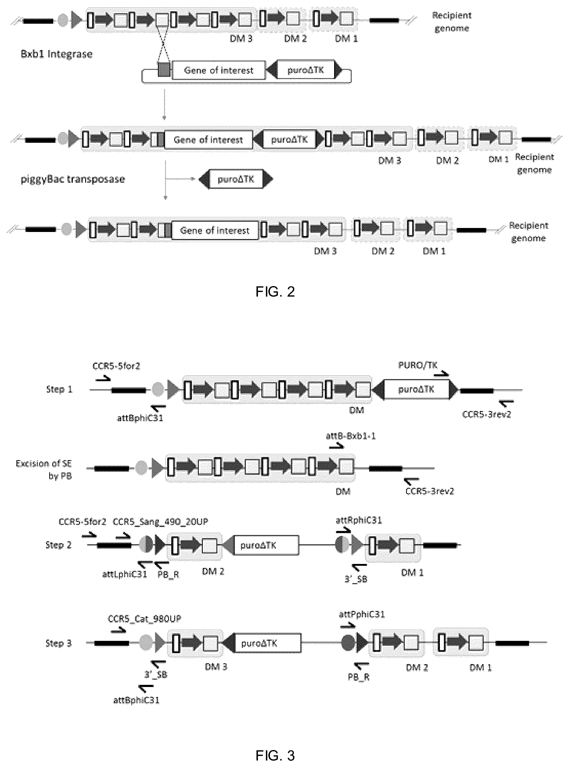 Patent US12338453 Figure 2 – Method for the introduction of genetic information in cell by site-specific integration system
