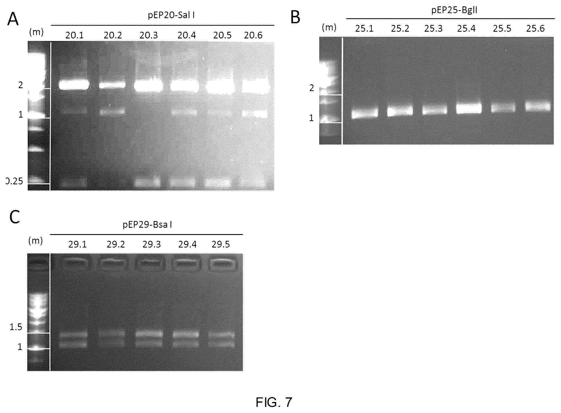 Patent US12338453 Figure 4 – Method for the introduction of genetic information in cell by site-specific integration system