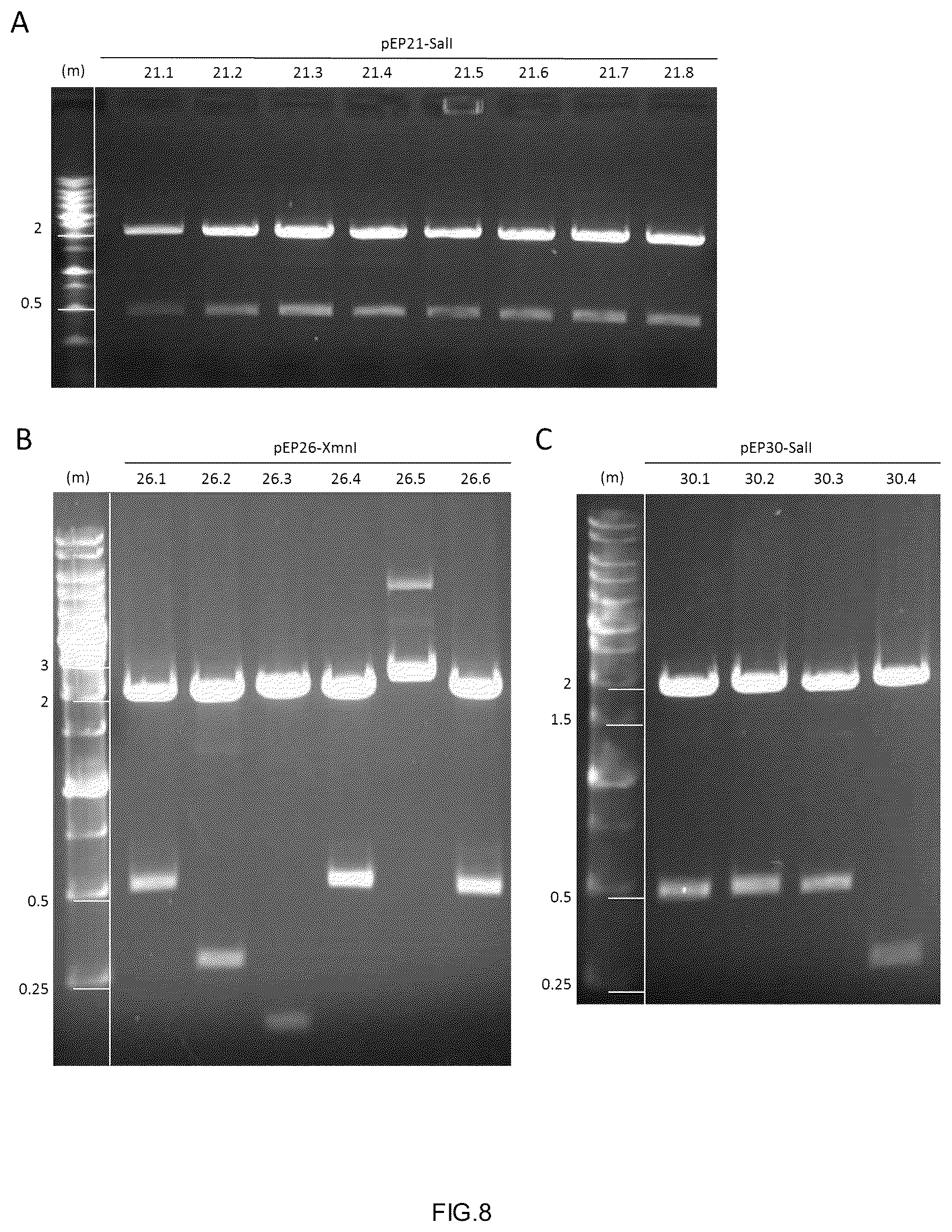 Patent US12338453 Figure 5 – Method for the introduction of genetic information in cell by site-specific integration system