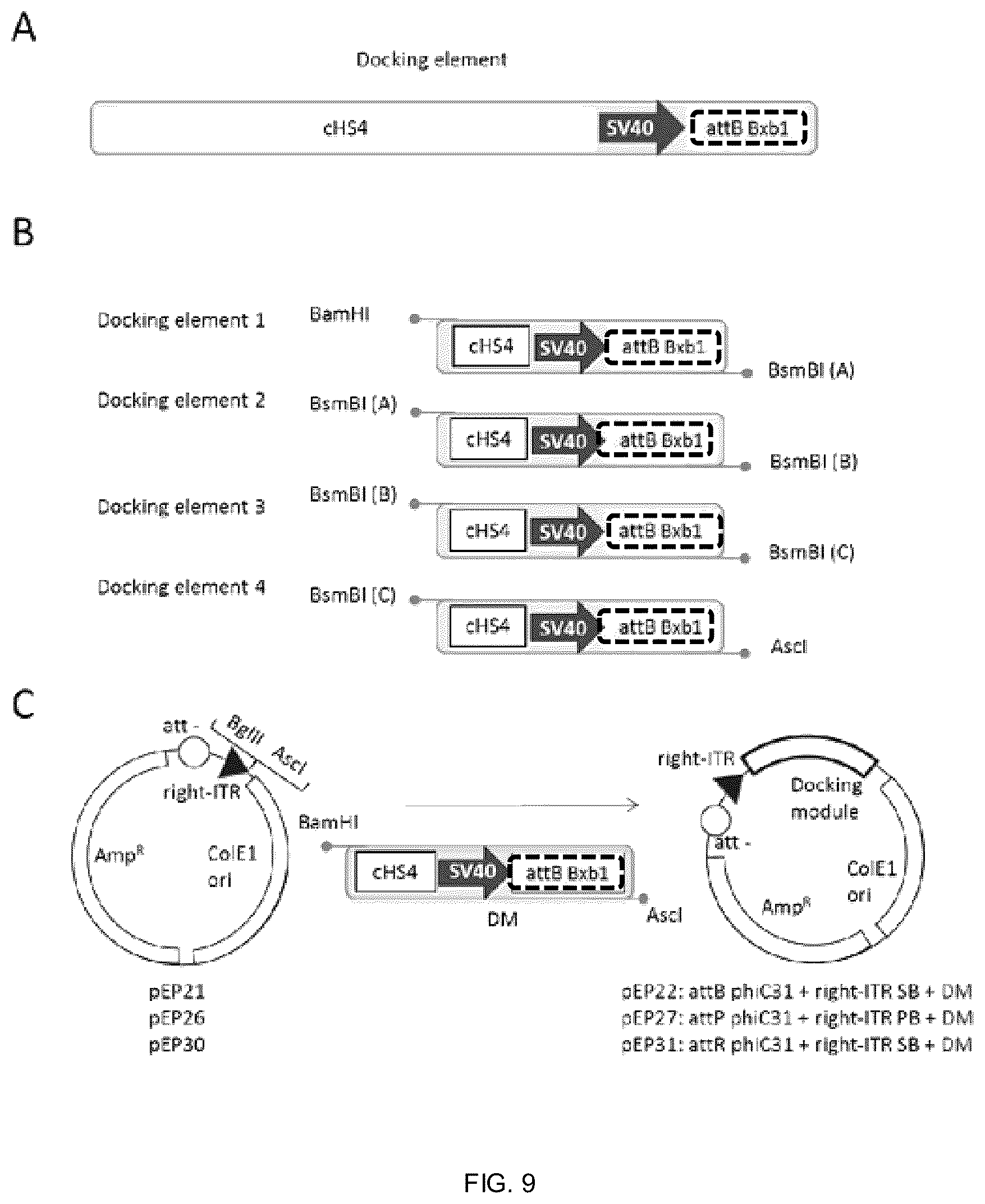 Patent US12338453 Figure 6 – Method for the introduction of genetic information in cell by site-specific integration system