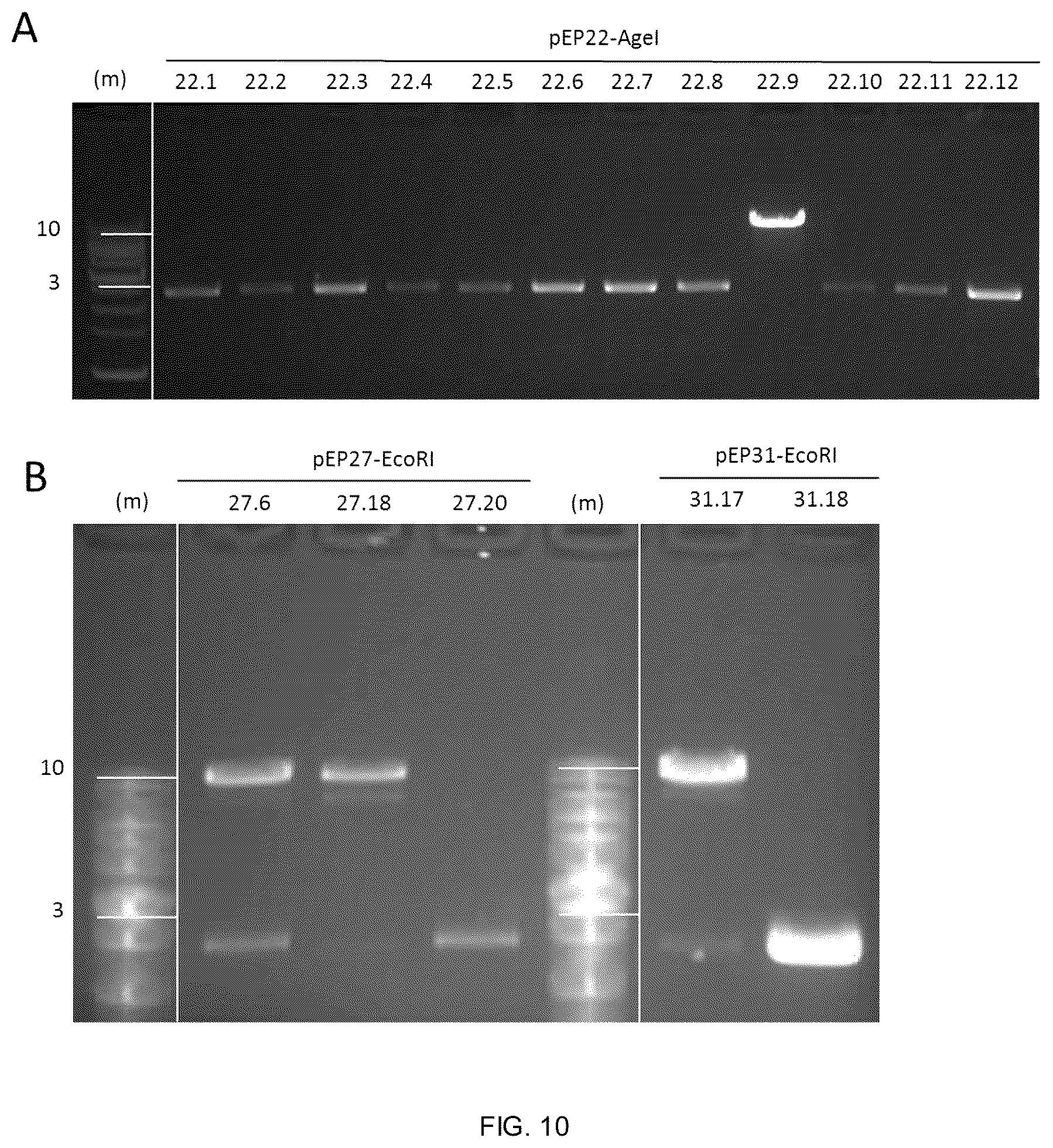 Patent US12338453 Figure 7 – Method for the introduction of genetic information in cell by site-specific integration system