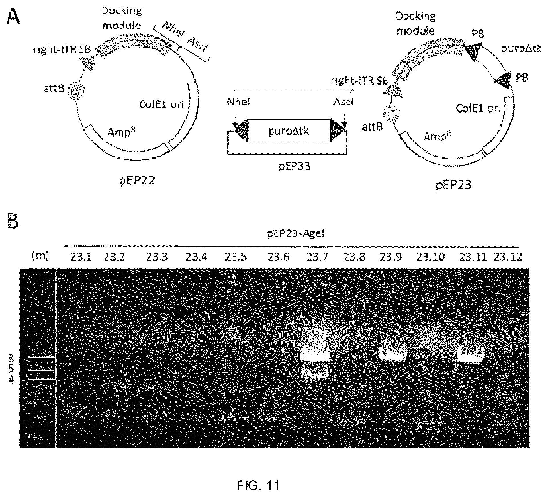 Patent US12338453 Figure 8 – Method for the introduction of genetic information in cell by site-specific integration system