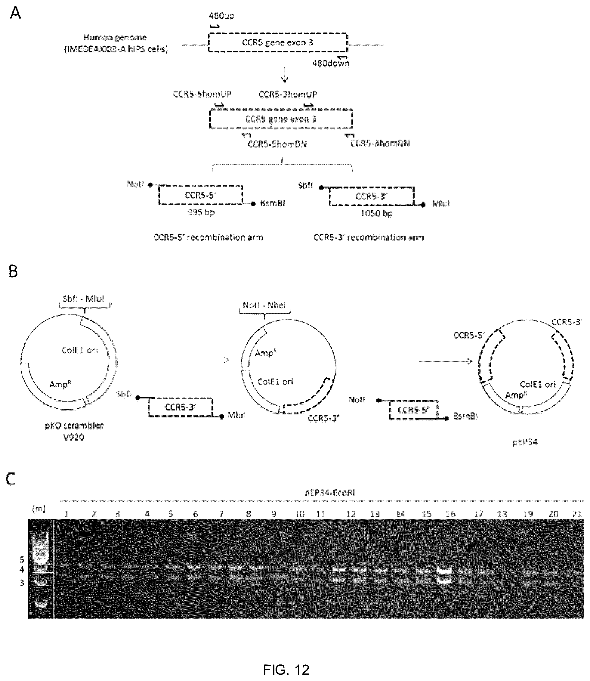 Patent US12338453 Figure 9 – Method for the introduction of genetic information in cell by site-specific integration system