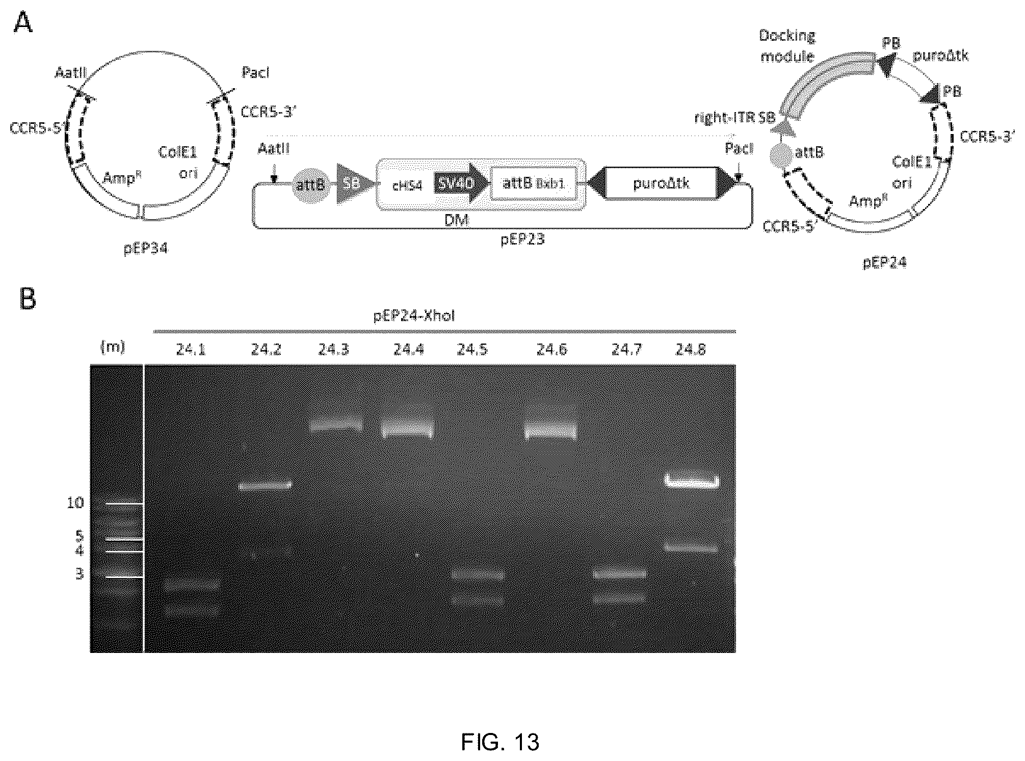 Patent US12338453 Figure 10 – Method for the introduction of genetic information in cell by site-specific integration system