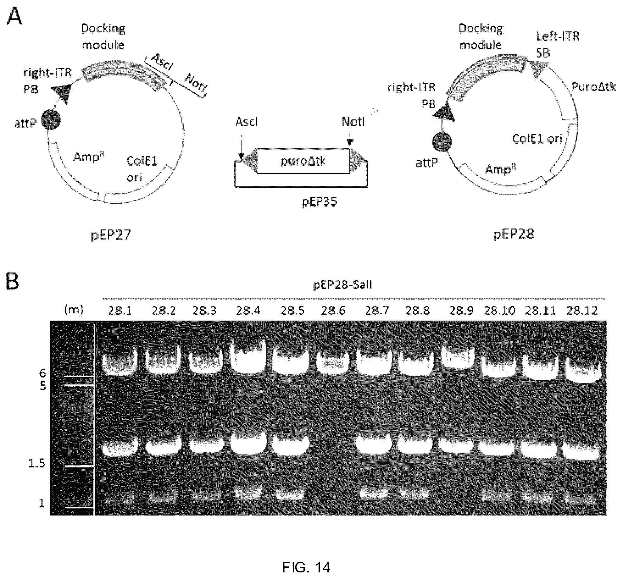 Patent US12338453 Figure 11 – Method for the introduction of genetic information in cell by site-specific integration system