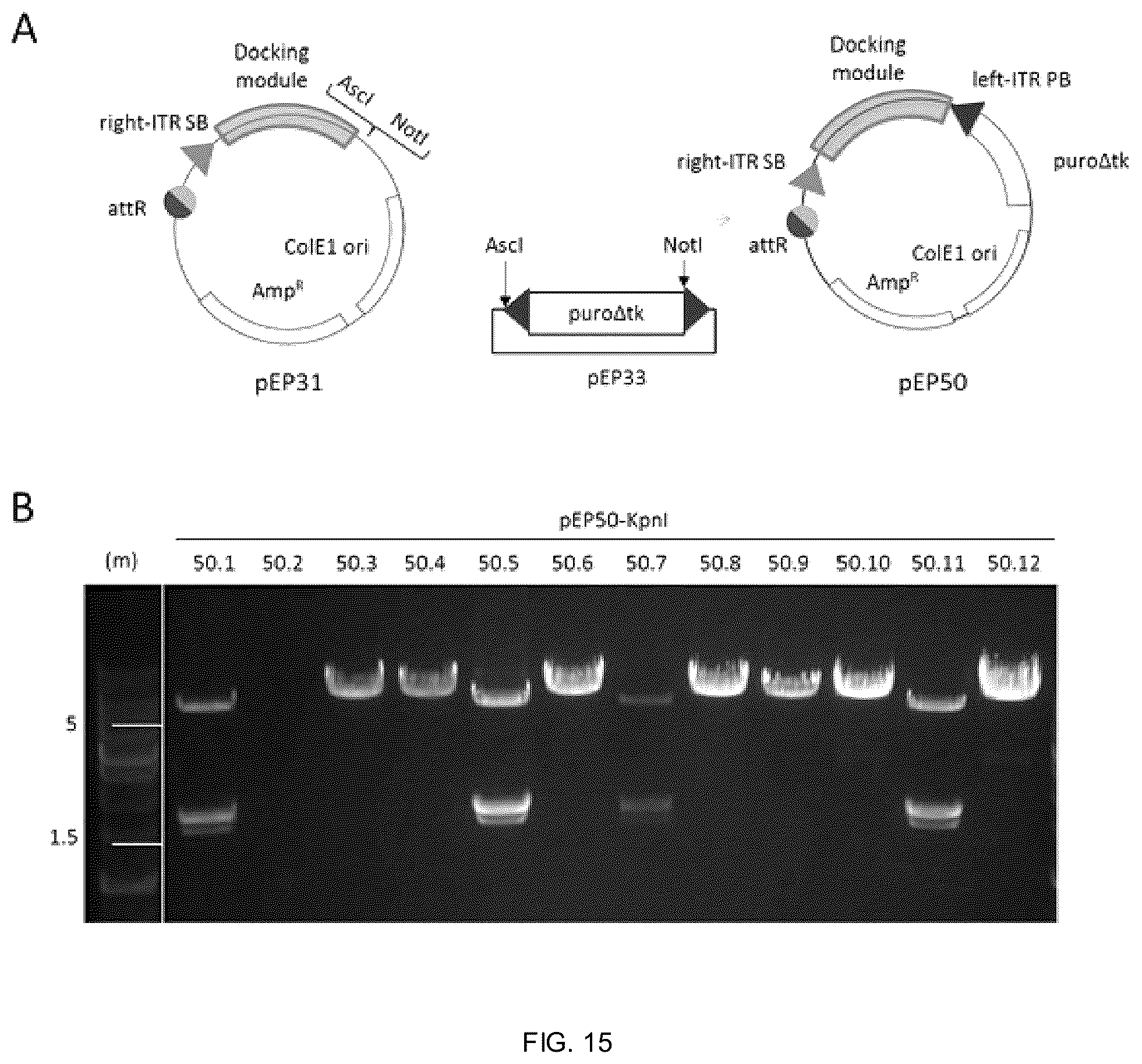 Patent US12338453 Figure 12 – Method for the introduction of genetic information in cell by site-specific integration system