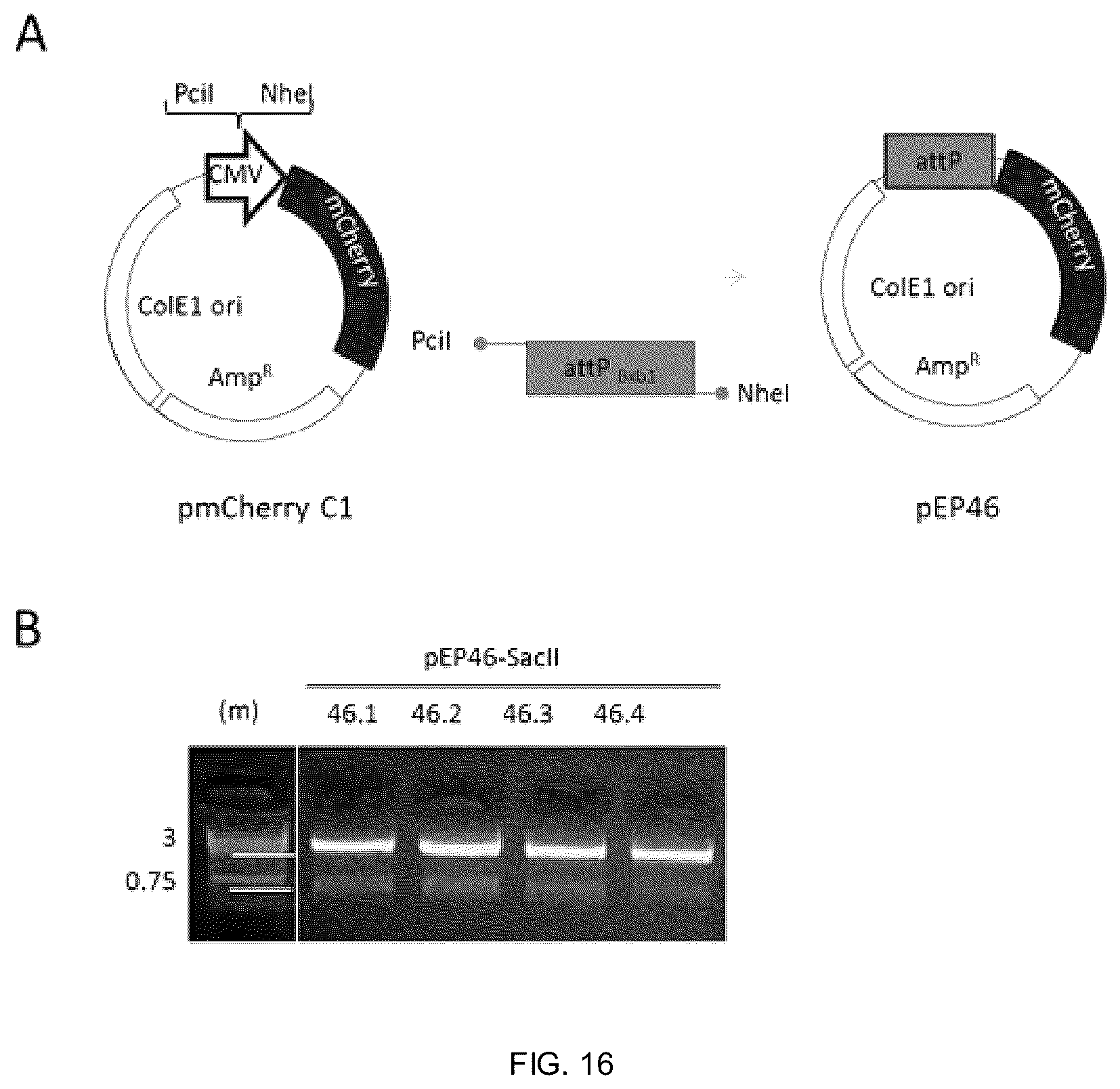Patent US12338453 Figure 13 – Method for the introduction of genetic information in cell by site-specific integration system