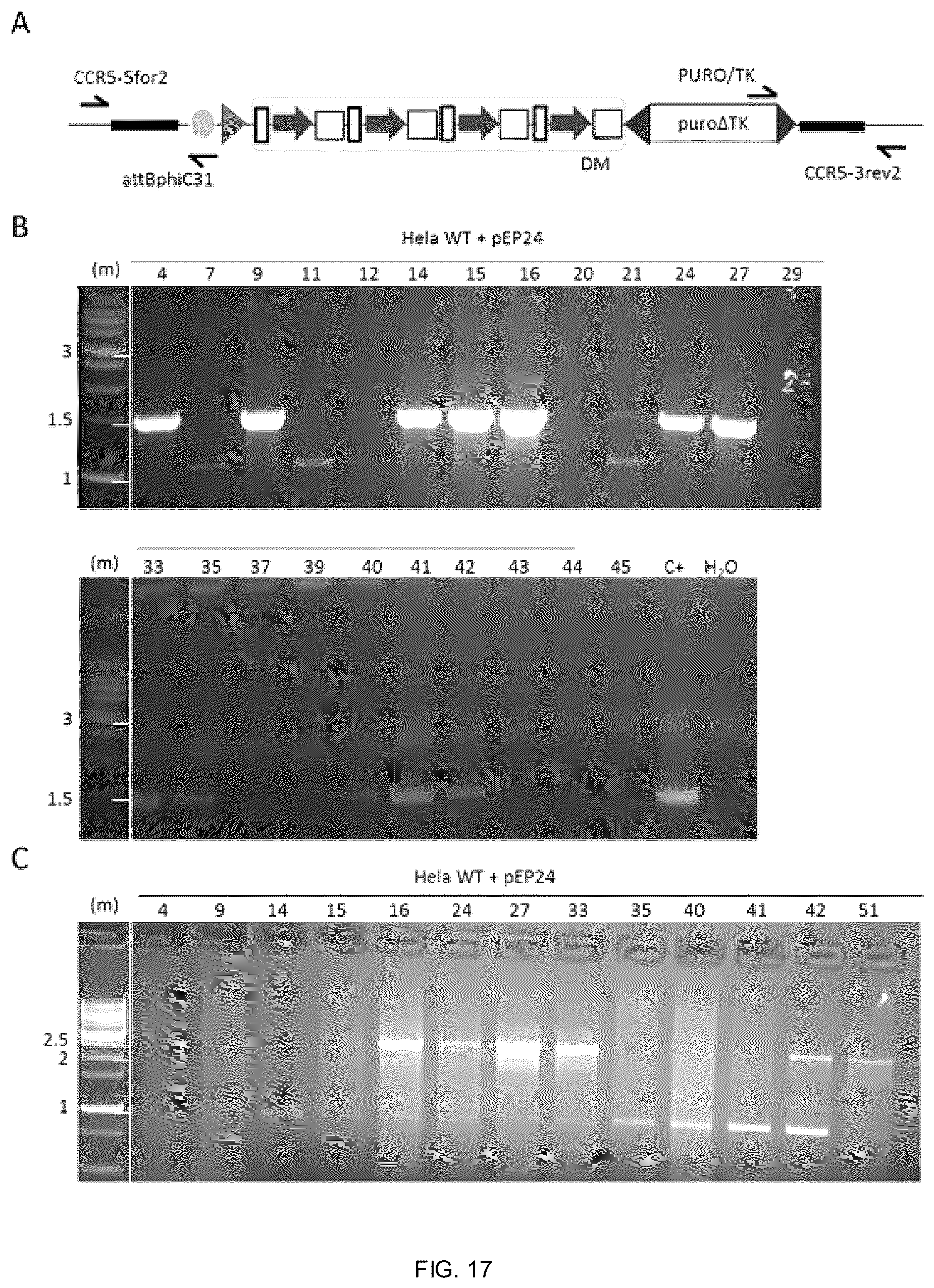 Patent US12338453 Figure 14 – Method for the introduction of genetic information in cell by site-specific integration system
