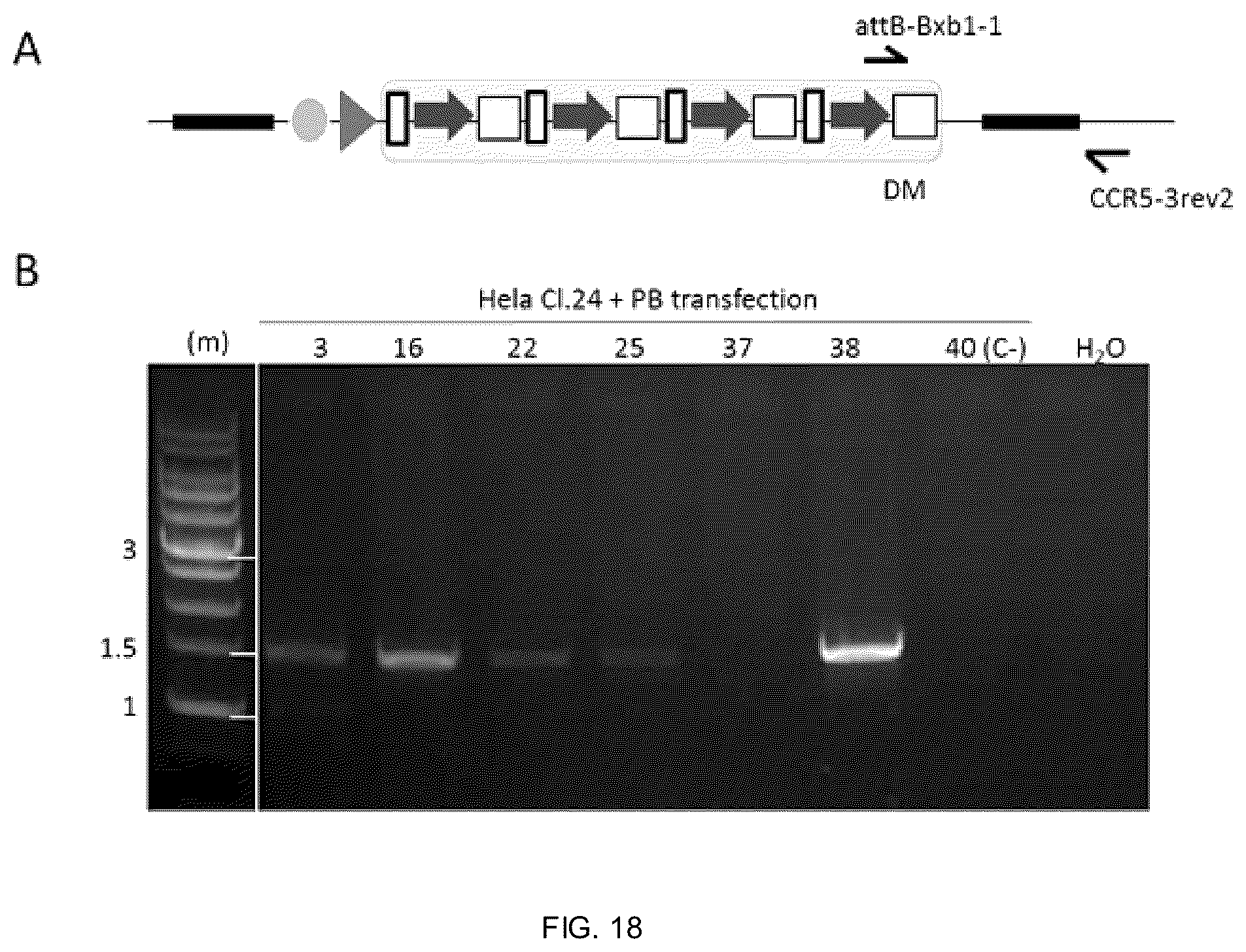 Patent US12338453 Figure 15 – Method for the introduction of genetic information in cell by site-specific integration system