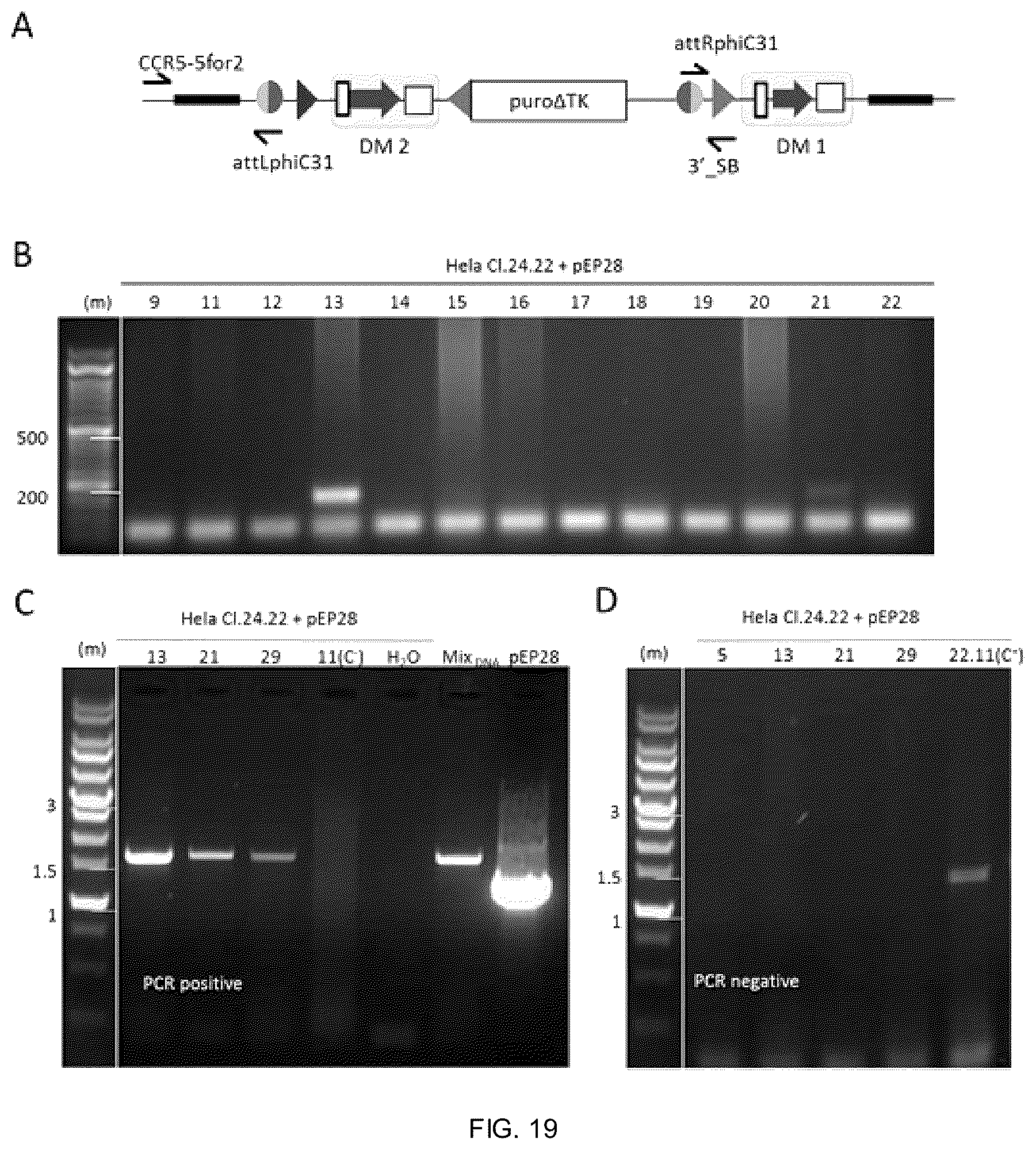 Patent US12338453 Figure 16 – Method for the introduction of genetic information in cell by site-specific integration system