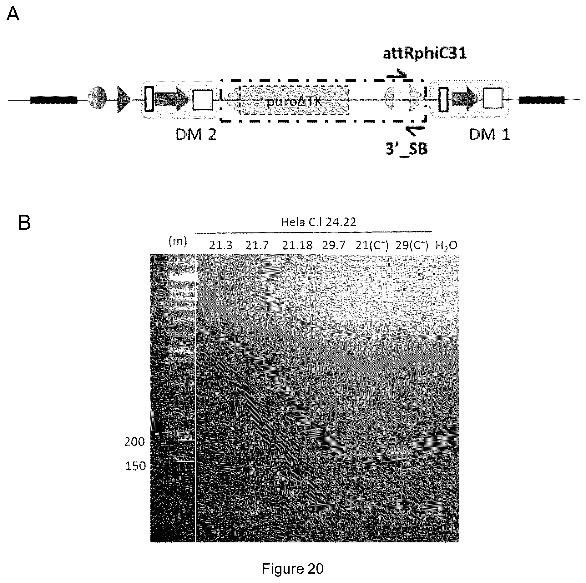 Patent US12338453 Figure 17 – Method for the introduction of genetic information in cell by site-specific integration system