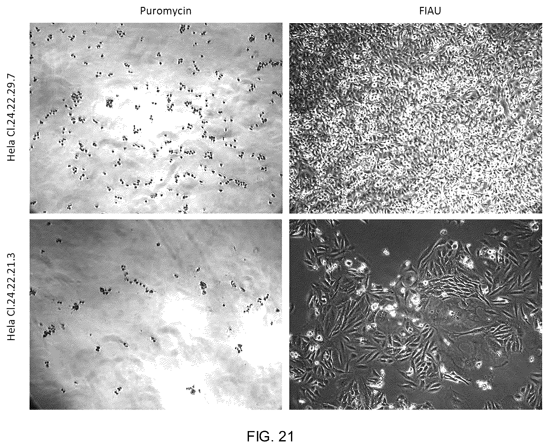 Patent US12338453 Figure 18 – Method for the introduction of genetic information in cell by site-specific integration system