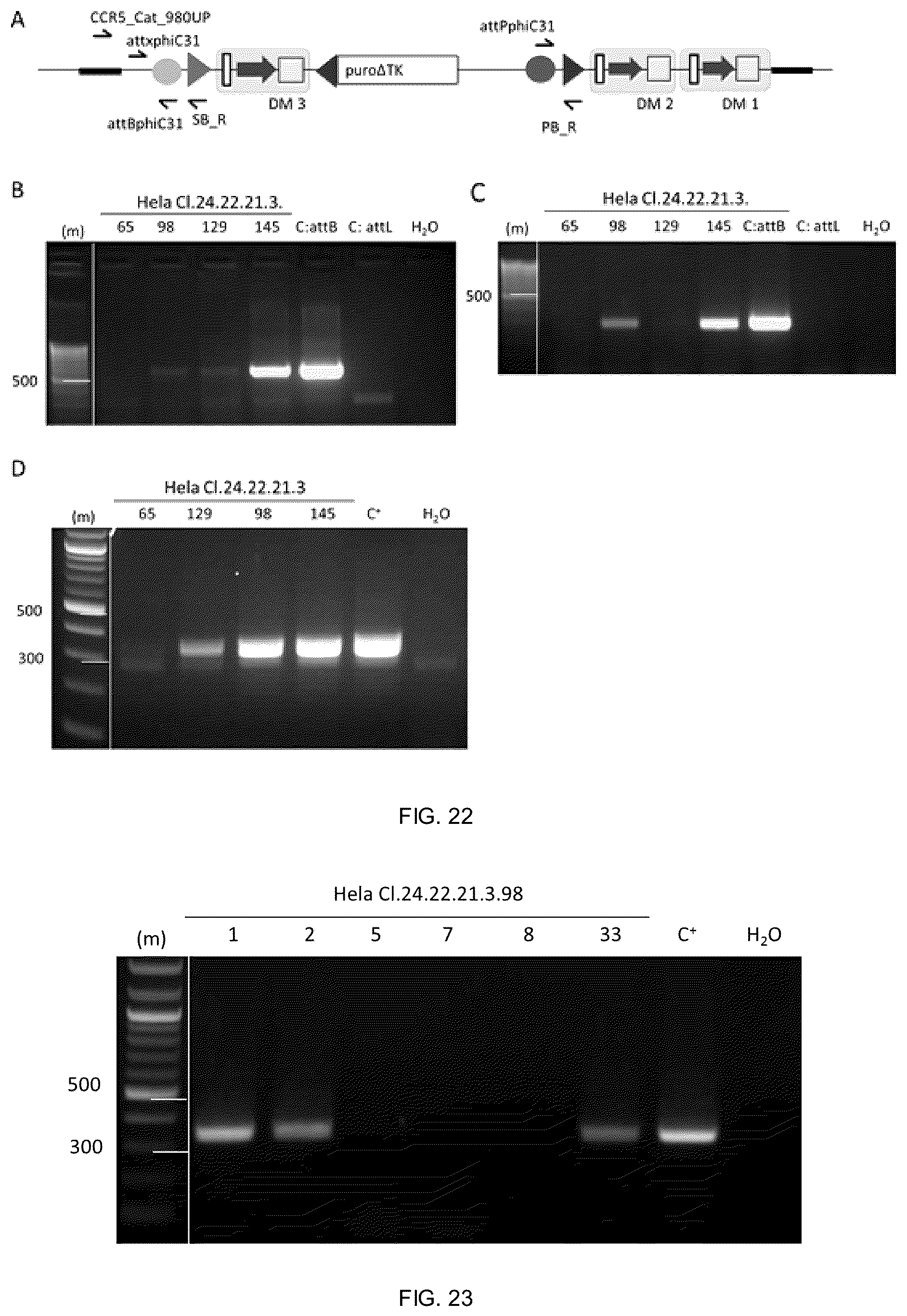 Patent US12338453 Figure 19 – Method for the introduction of genetic information in cell by site-specific integration system