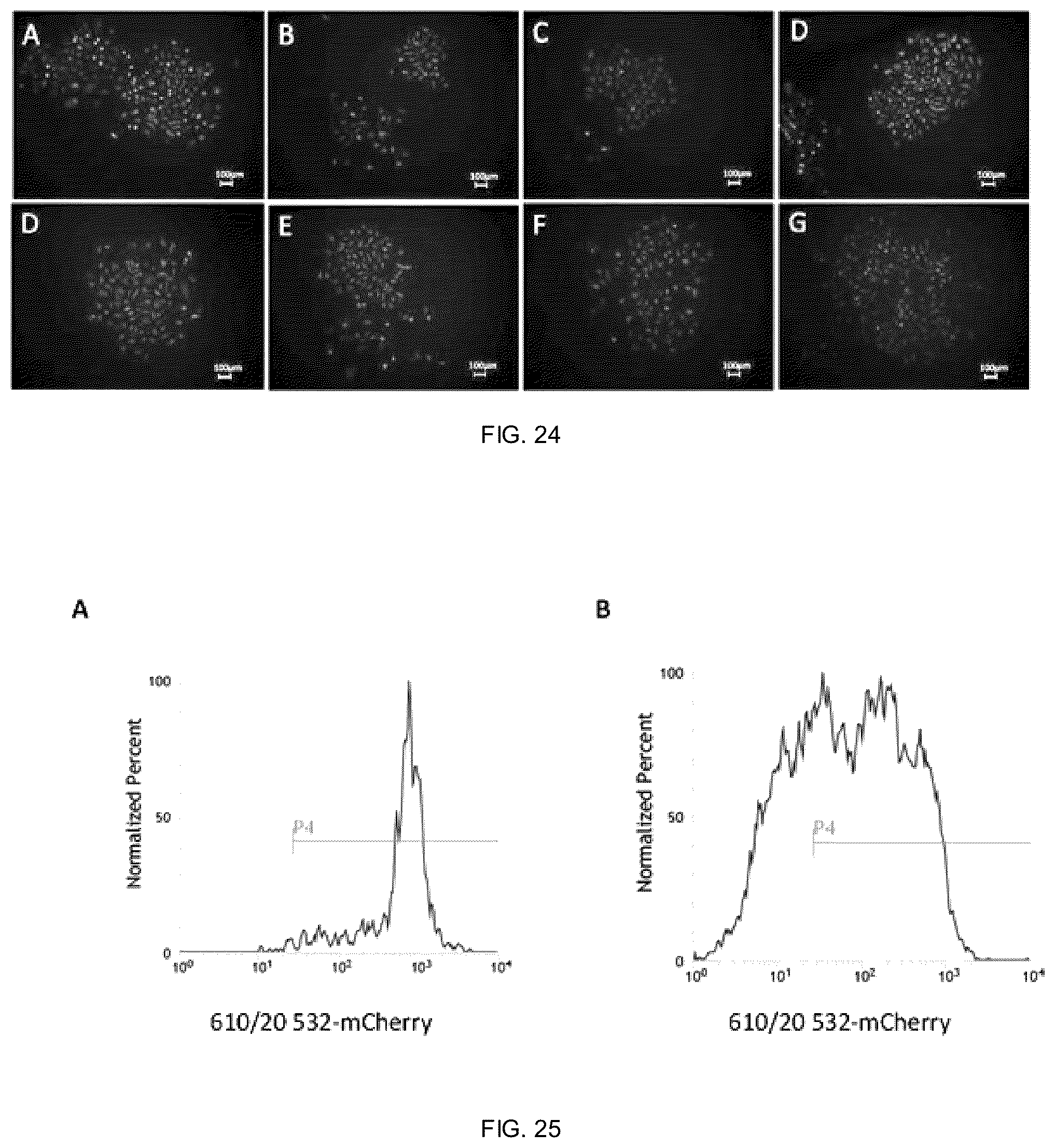 Patent US12338453 Figure 20 – Method for the introduction of genetic information in cell by site-specific integration system