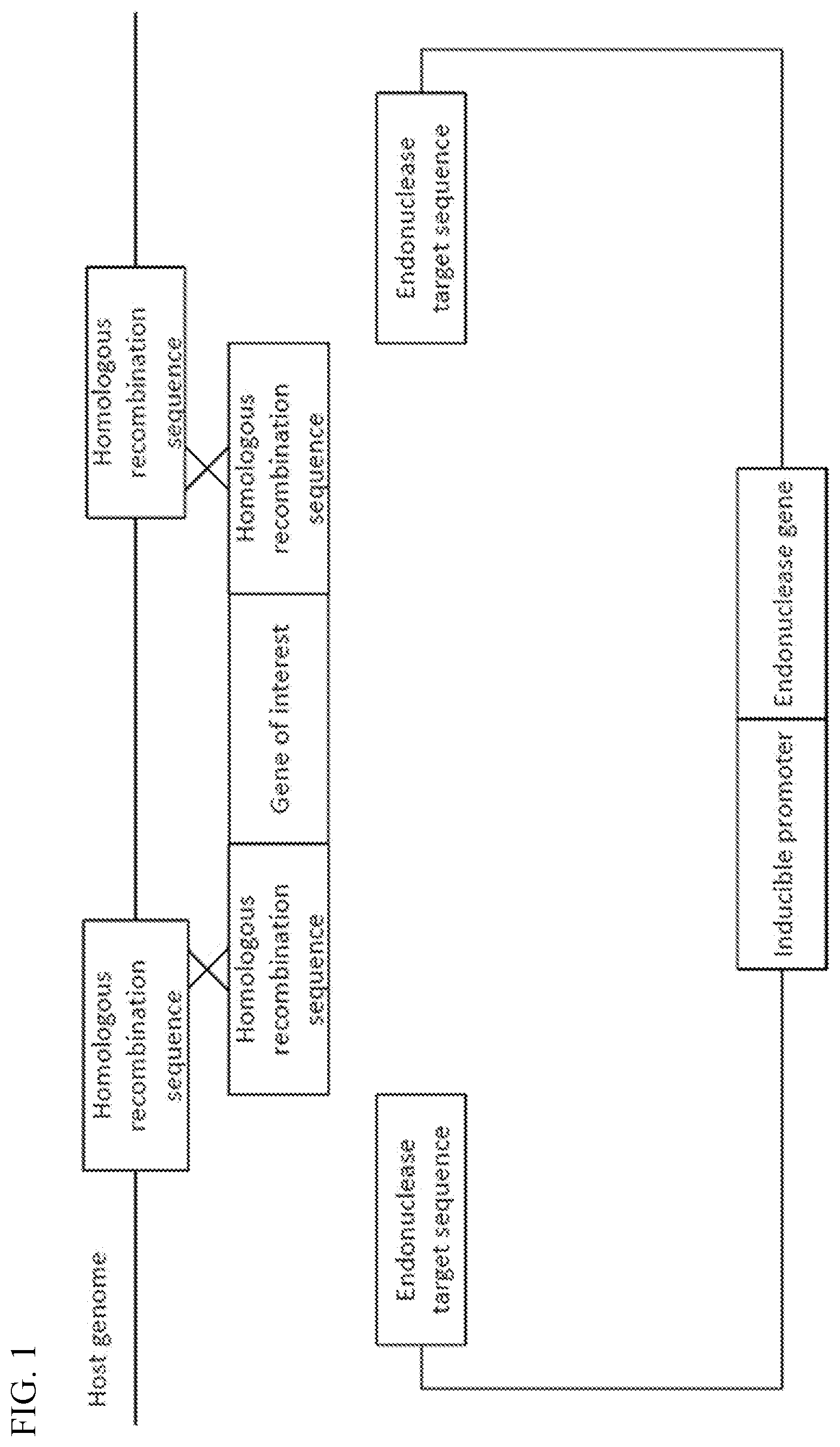 Patent US12338454 Figure 1 – Helper plasmid for transformation, method for producing transformant using the same, and transformation method
