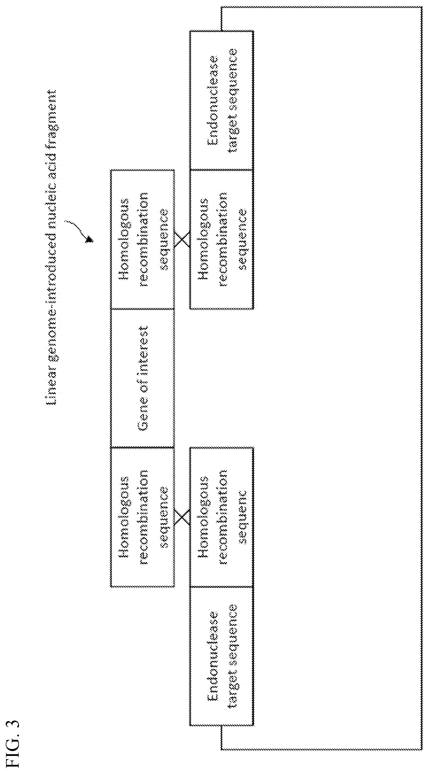 Patent US12338454 Figure 3 – Helper plasmid for transformation, method for producing transformant using the same, and transformation method