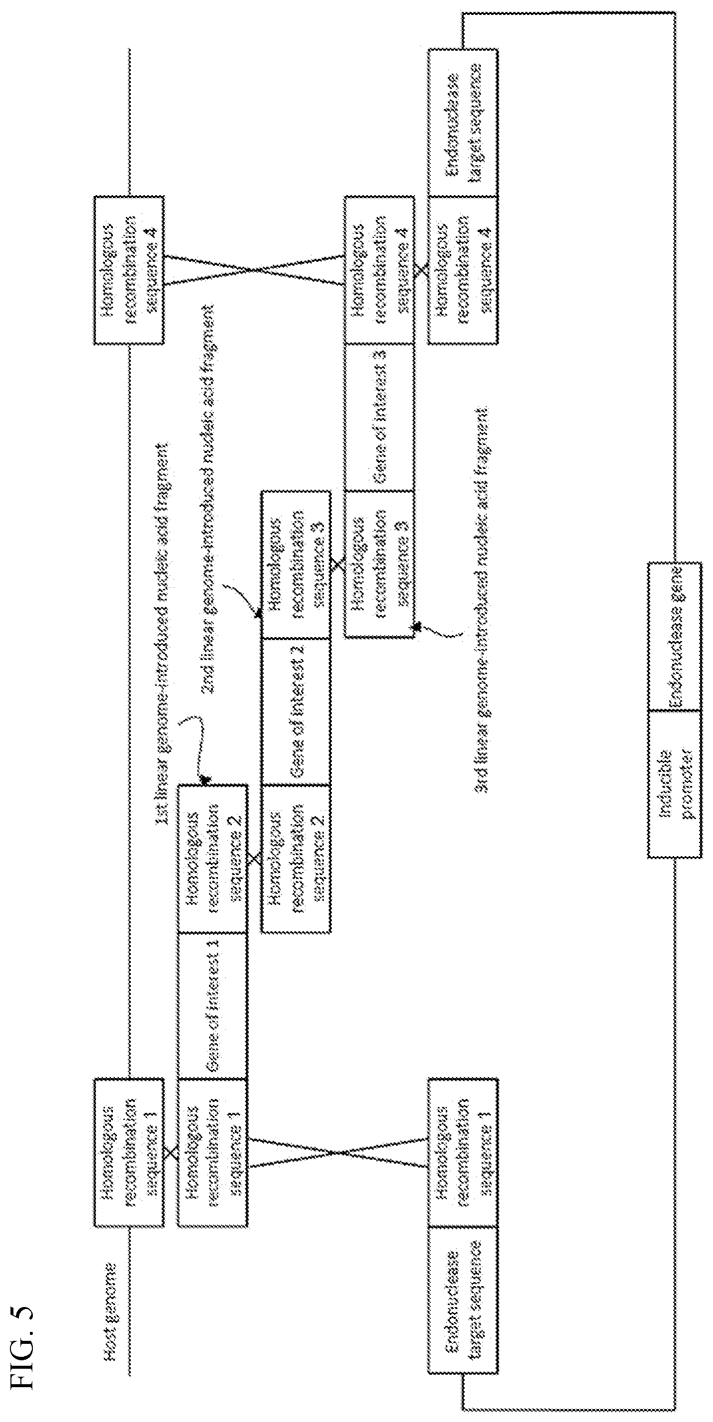 Patent US12338454 Figure 5 – Helper plasmid for transformation, method for producing transformant using the same, and transformation method