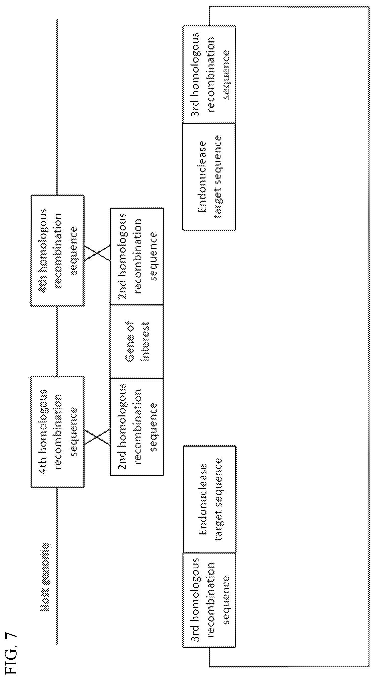 Patent US12338454 Figure 7 – Helper plasmid for transformation, method for producing transformant using the same, and transformation method