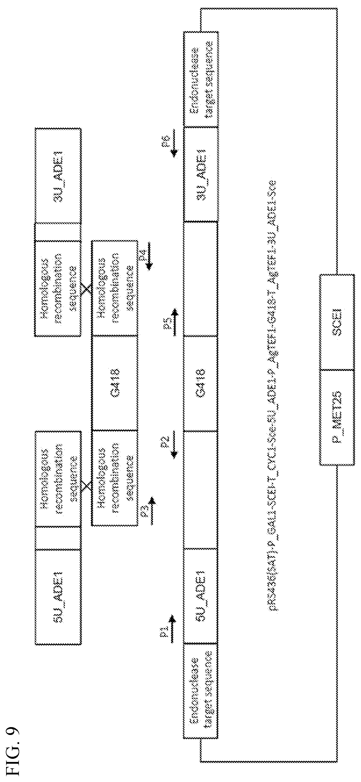 Patent US12338454 Figure 9 – Helper plasmid for transformation, method for producing transformant using the same, and transformation method