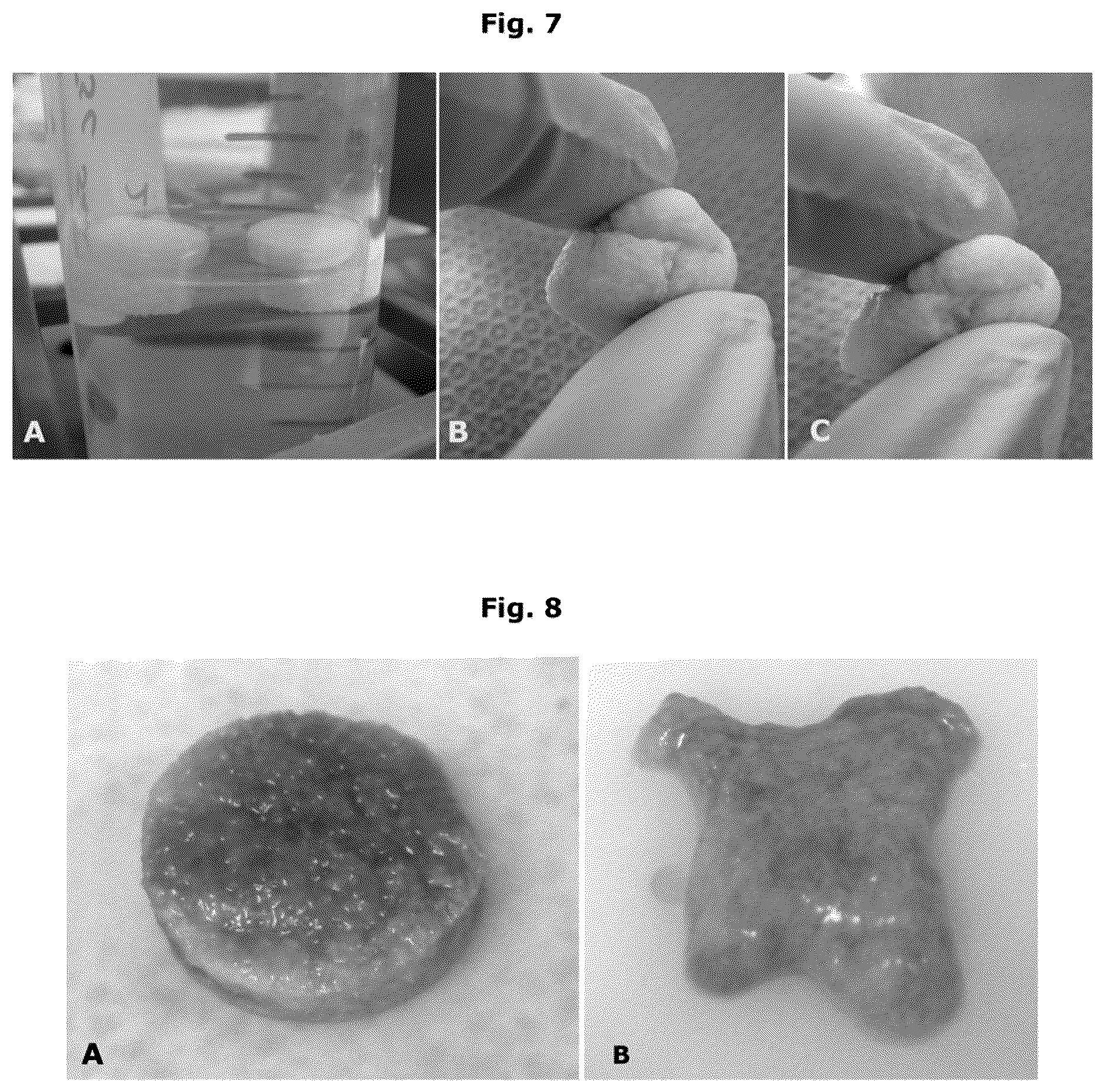 Patent US12338457 Figure 4 – Biologically functional soft tissue scaffolds and implants