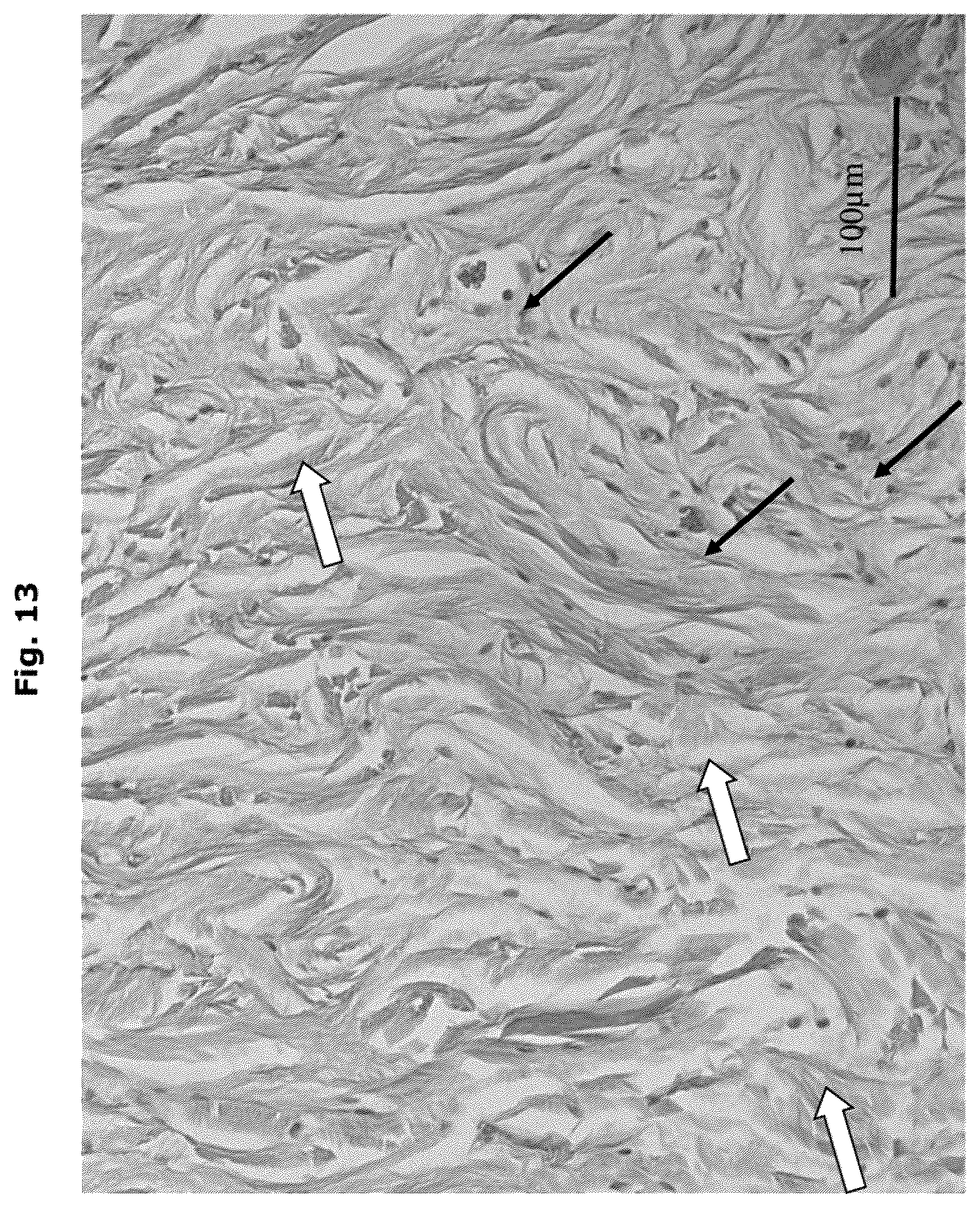 Patent US12338457 Figure 8 – Biologically functional soft tissue scaffolds and implants