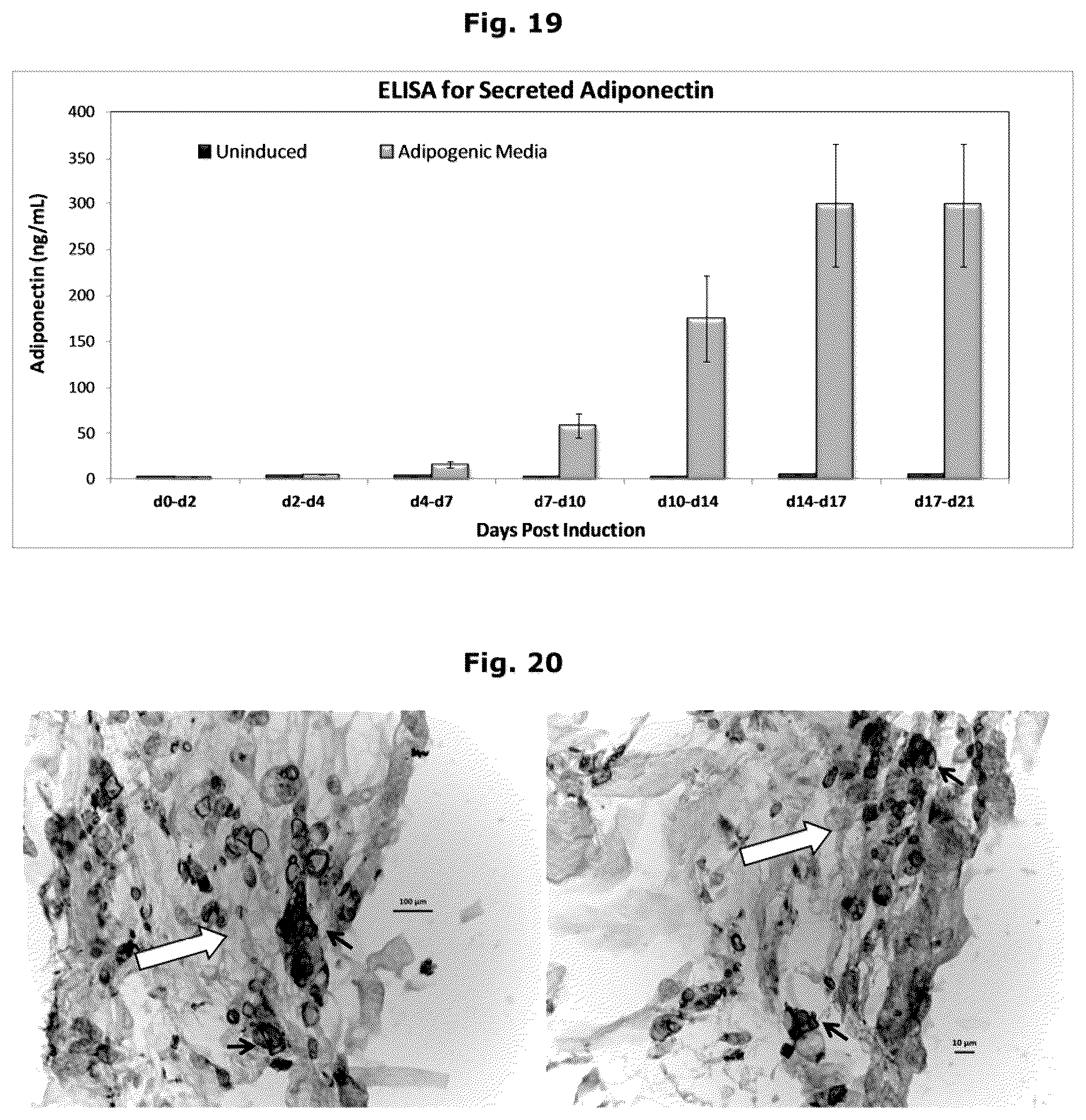 Patent US12338457 Figure 12 – Biologically functional soft tissue scaffolds and implants