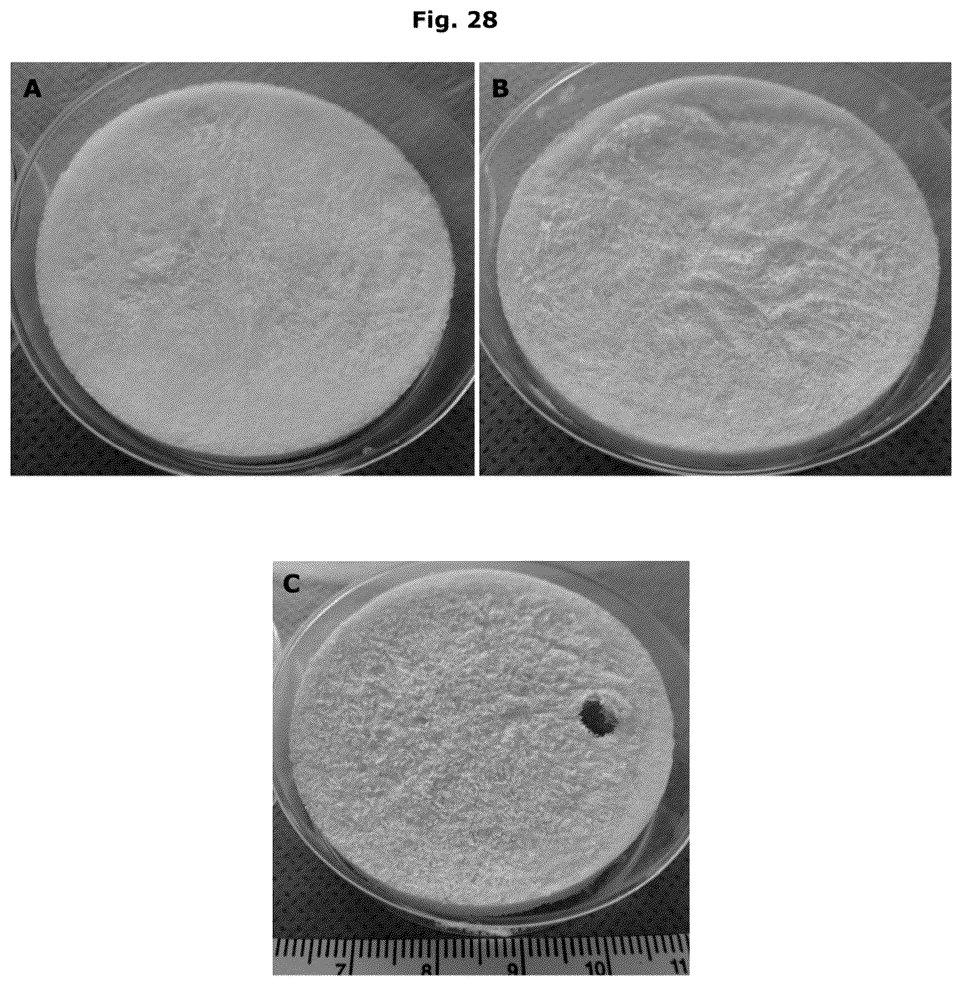 Patent US12338457 Figure 18 – Biologically functional soft tissue scaffolds and implants