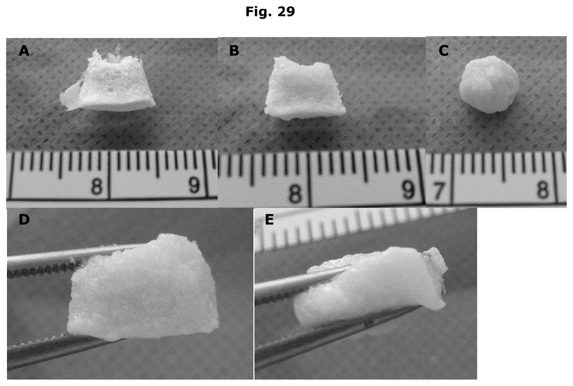 Patent US12338457 Figure 19 – Biologically functional soft tissue scaffolds and implants