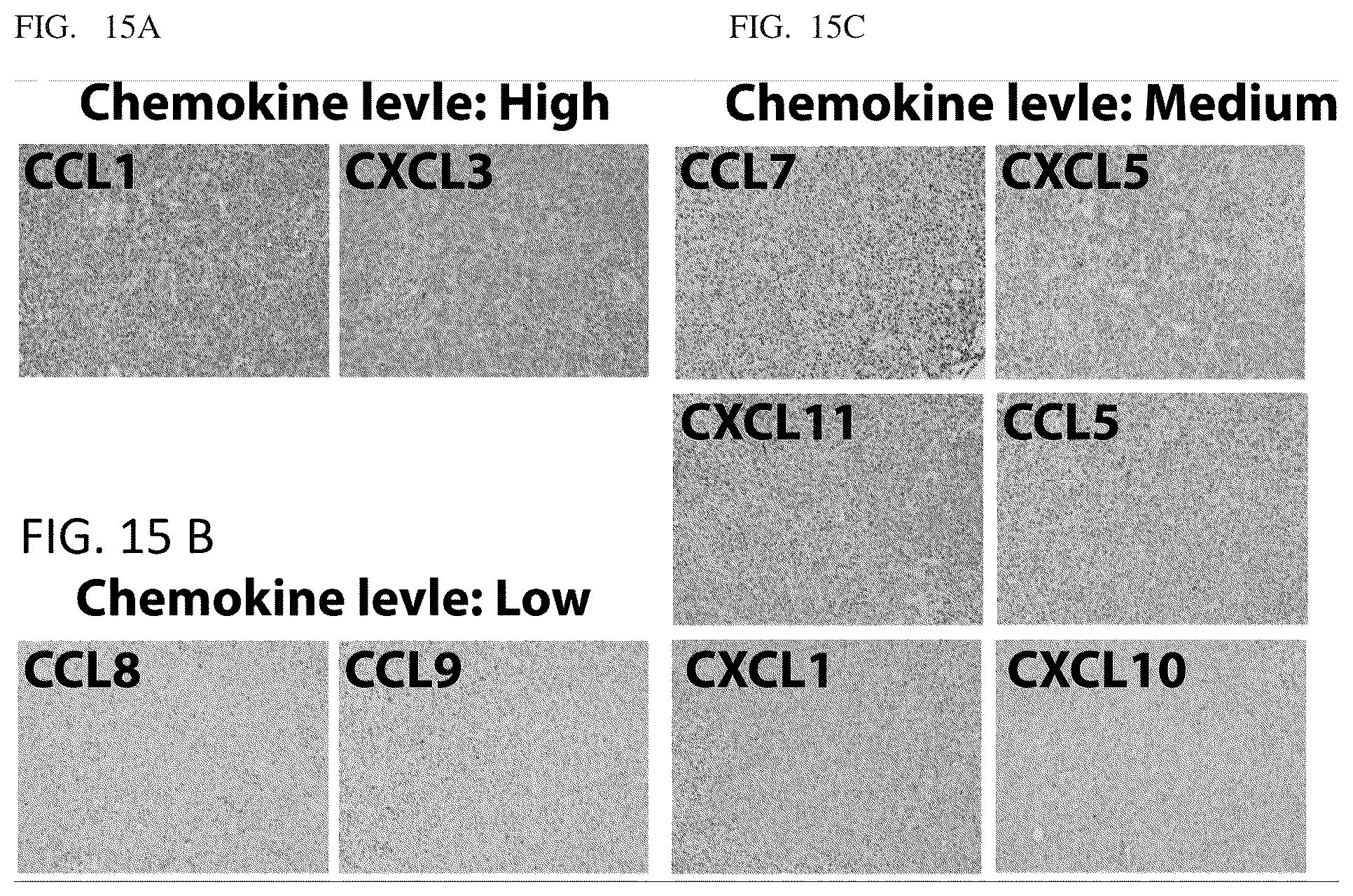 Patent US12338459 Figure 12 – DNA-chimeric antigen receptor T cells for immunotherapy