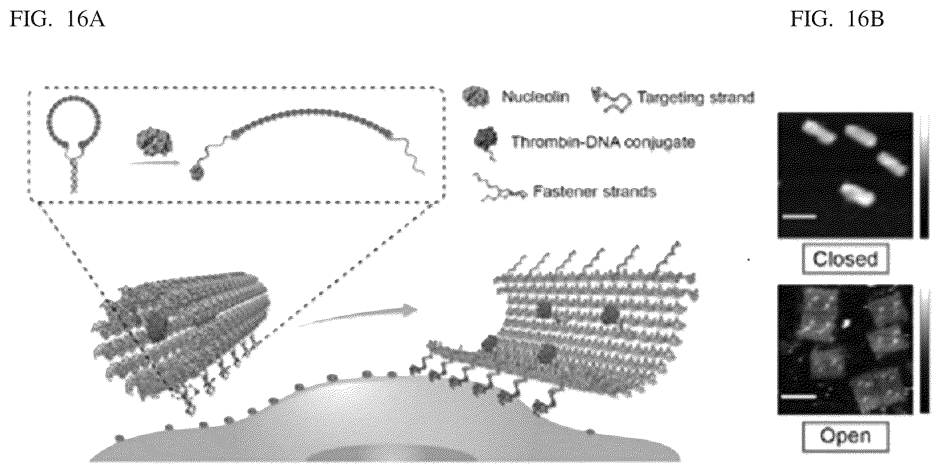 Patent US12338459 Figure 13 – DNA-chimeric antigen receptor T cells for immunotherapy