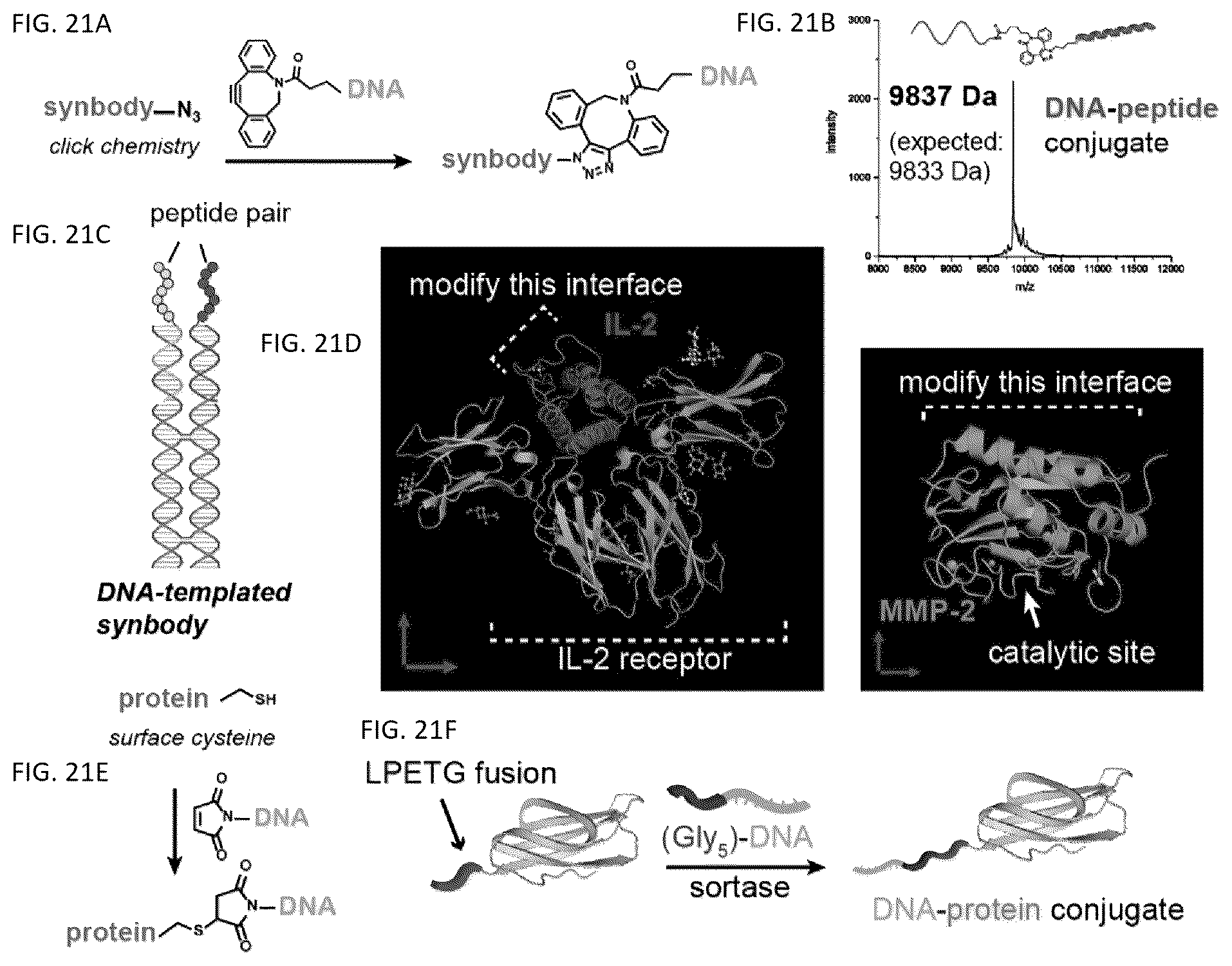 Patent US12338459 Figure 17 – DNA-chimeric antigen receptor T cells for immunotherapy